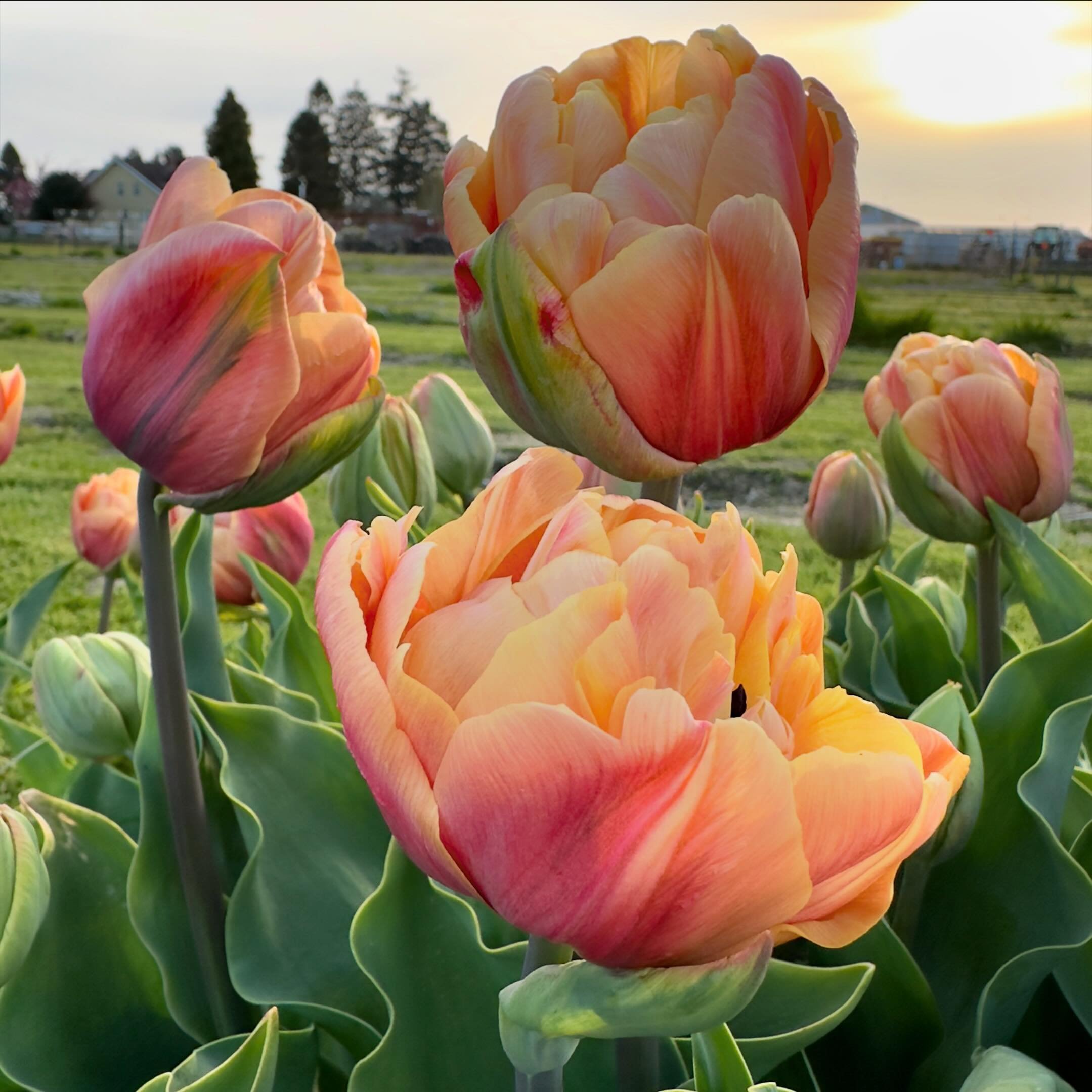 Tulip: La Belle Epoque
Like a sunset on a stem. 

#beemerryfarm #flowers #flowerfarm #tulips #tulipseason #peony #doubletulip #sunset #spring #springflowers #sunsetvibes
