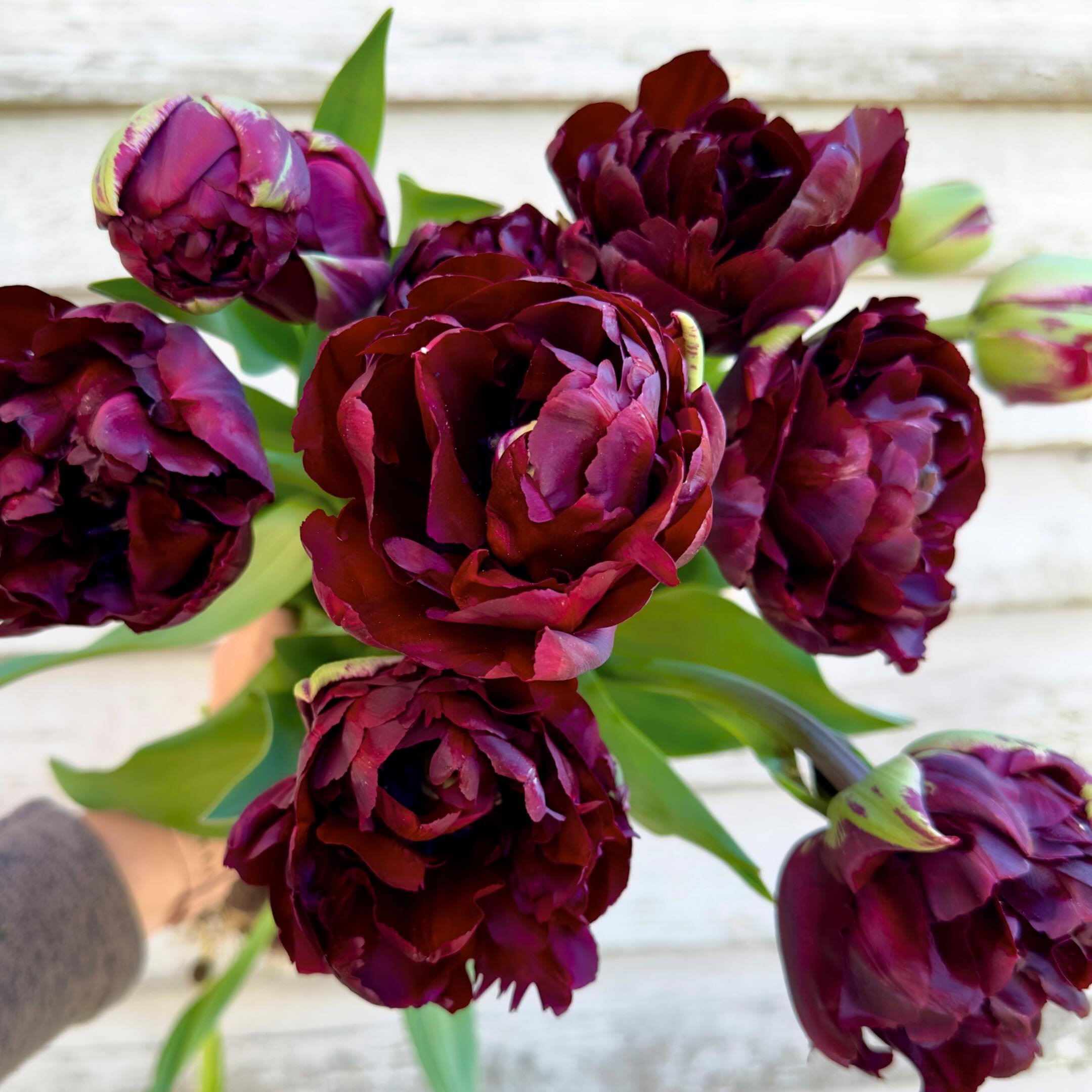 I&rsquo;ll take a dark and moody bloom any day. Maybe it&rsquo;s the Scorpio in me, maybe it&rsquo;s just the intensity of deep reds, maybe a little of both . . . whatever it is, this double tulip hits the spot.
&nbsp;
Tulip: Palmyra
&nbsp;
#beemerry