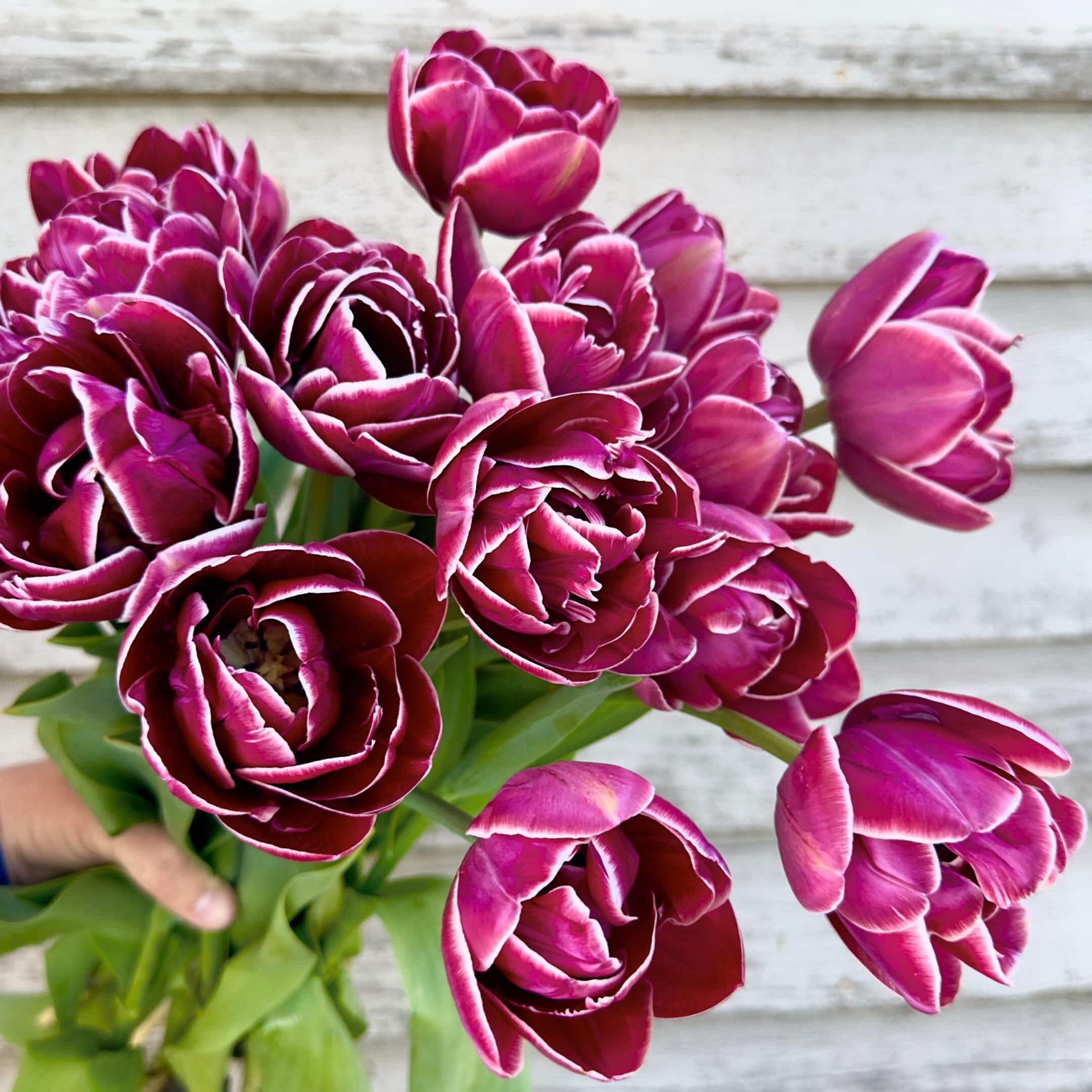 Tulip: Dream Touch

Hoping to squeak a few more days out of the tulips. I love the white etching on this plum-y double tulip! 💜

#beemerryfarm #flowers #tulips #tulipseason #purple #plum #royal #peony #doubletulip #ayearinflowers #seasonalflowers #s