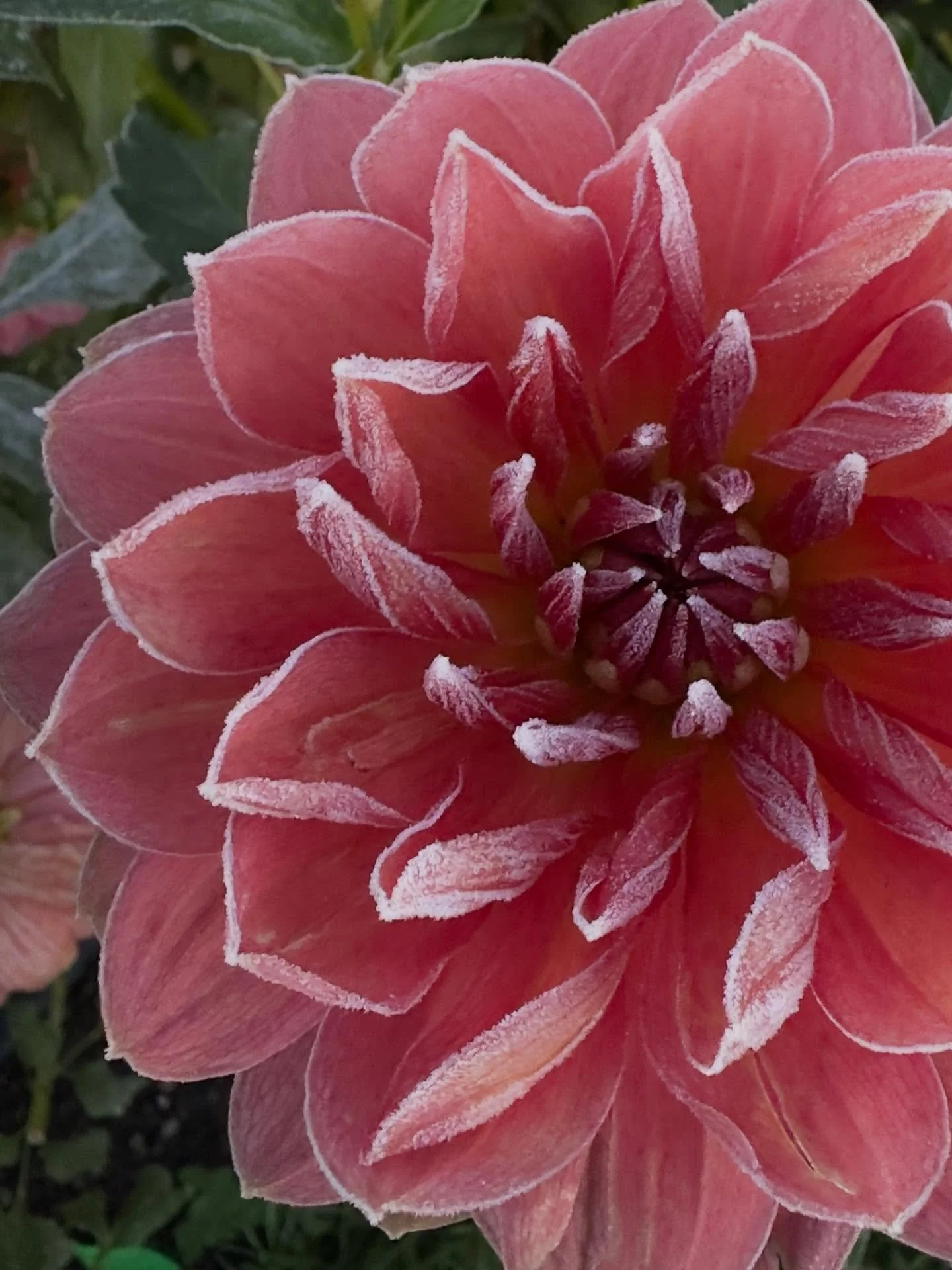 I have to admit, I used to find the phrase &ldquo;Merry Frostmas&rdquo; a little cringy. After years of experiencing the first frost through the lens of a dahlia grower though, it started to grow on me. That hard frost comes whether or not we&rsquo;r