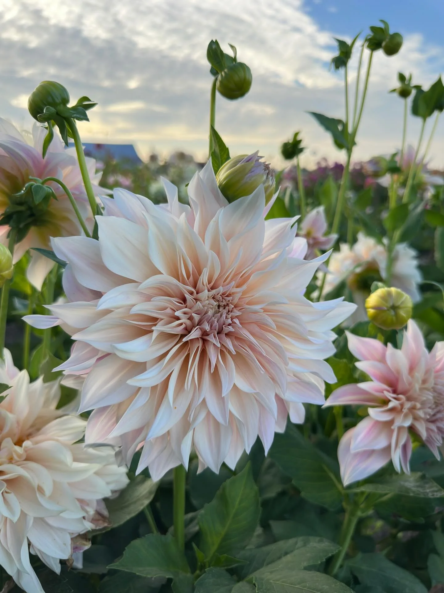 As I said my goodbyes to the dahlias the night before our hard frost, I lingered at my Caf&eacute; au Laits. Some call them the divas of dahlias and growers either love them or hate them, but this post really isn&rsquo;t about that. I always find mys