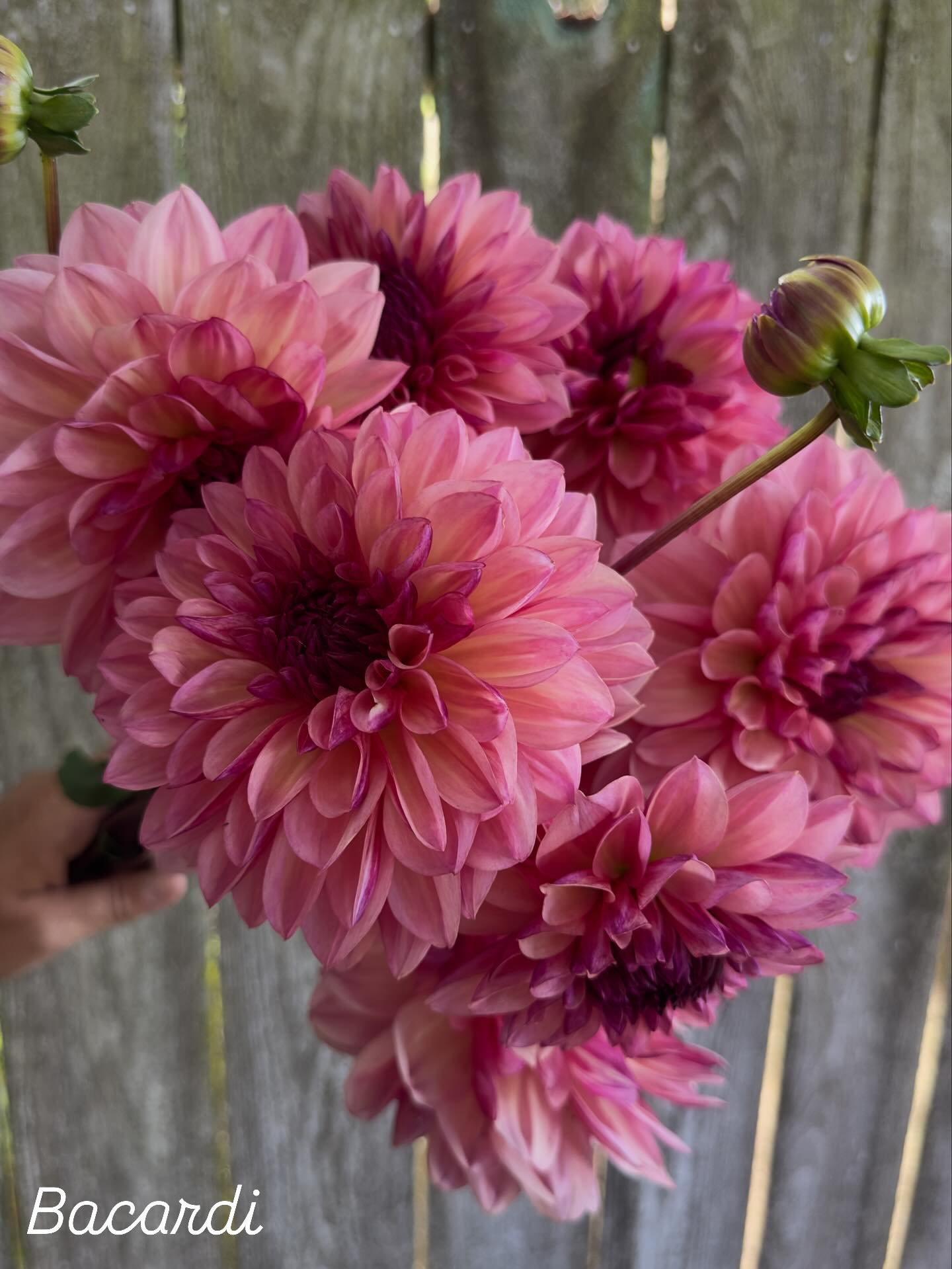 Tuber Clumps Available!!

I have a handful of dahlias I am discontinuing to make room for new varieties and seedlings. These are available as whole (unwashed) **sets** of tuber clumps. In other words, the buyer would purchase ALL clumps of a variety,