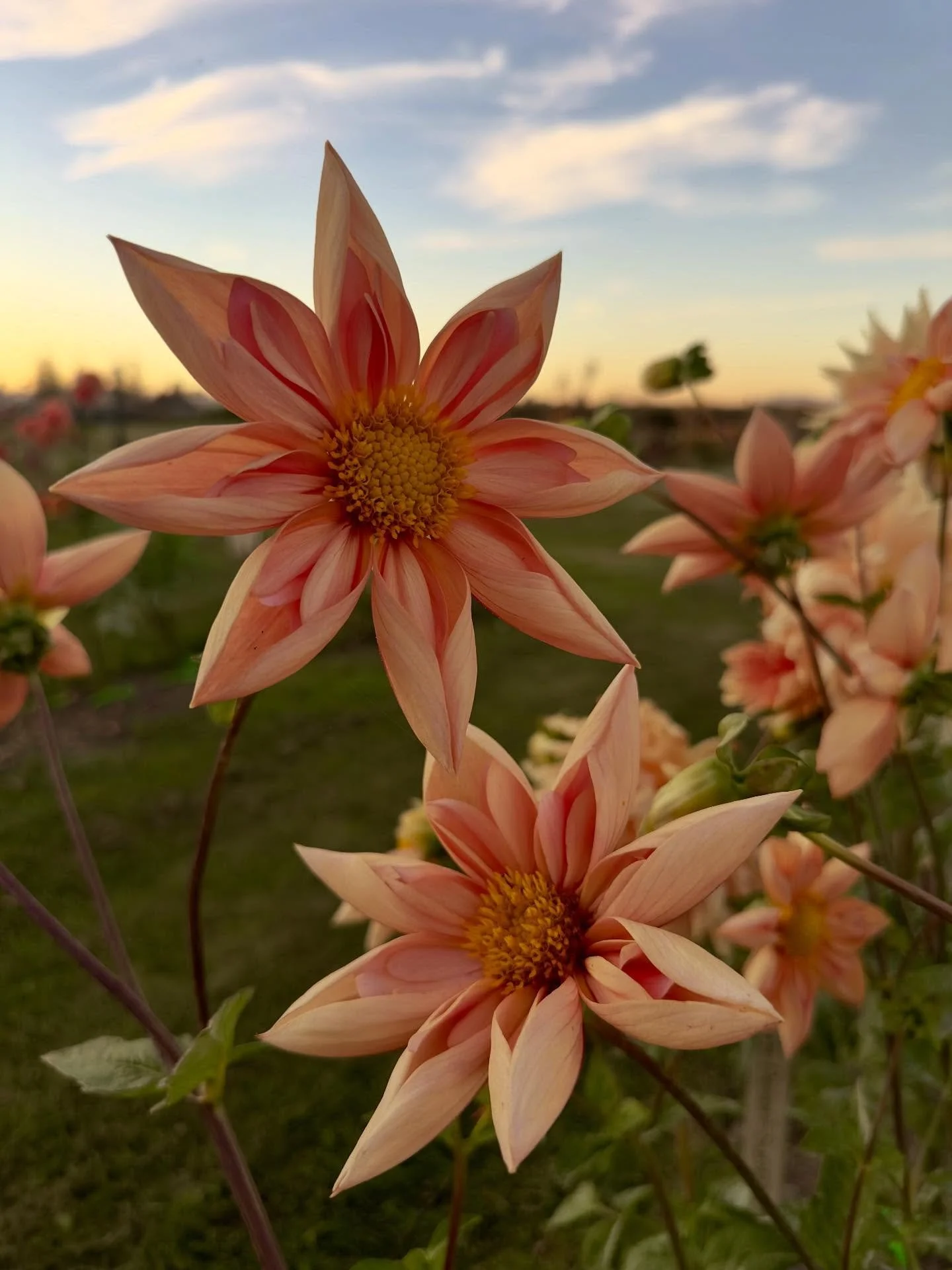 It has been perhaps the slowest dahlia dig of all time. While there are those counting down how many clumps they have left to divide, there are plenty of us with rows of tubers patiently waiting to be lifted. I think &ndash; I hope &ndash; this weeke