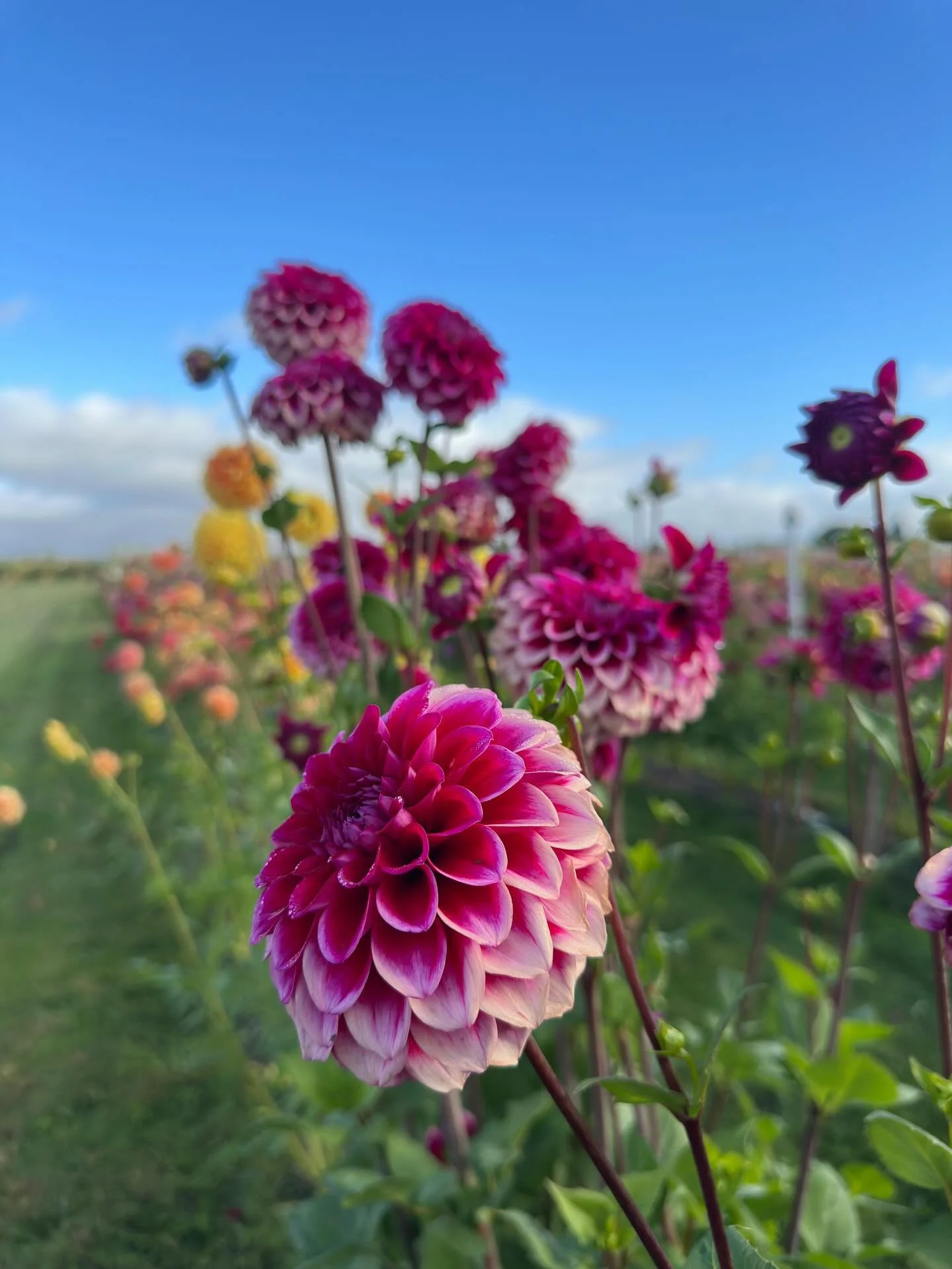 I became exceptionally fond of this second-year dahlia seedling last summer. I initially felt lukewarm about those pale back petals, though eventually came to embrace the way the vibrant fuchsia center gradually fades as the petals stretch closer to 