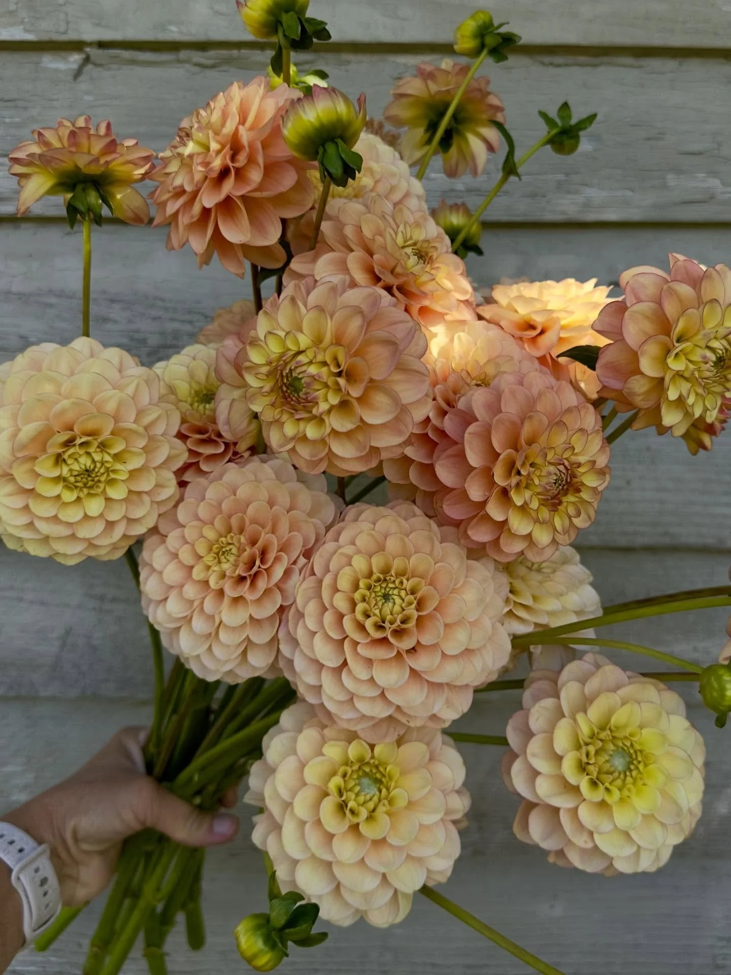 Growing Burfoot Eva last season was such a treat. This is a dahlia worth adding to your collection if you don&rsquo;t yet have it! She is still on the newer side and tends to sell out quickly, and for good reason: beautiful blooms and good production