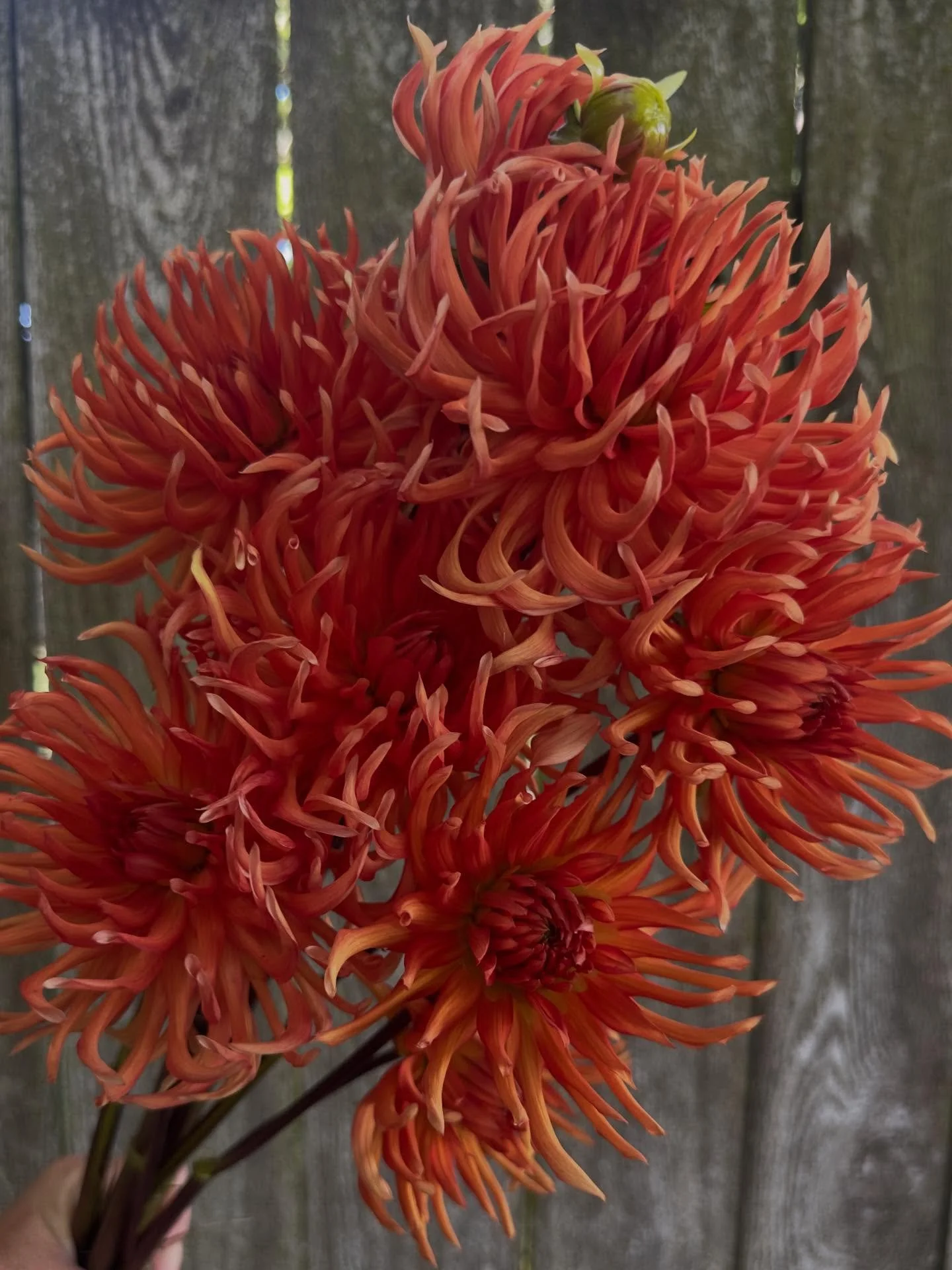 It&rsquo;s Day 1 of this little series of musings about ways my gardening journey has inspired me to find freedom in letting go of stuff - both physical and emotional stuff, some big, some little. If &lsquo;Decluttering December&rsquo; strikes your a