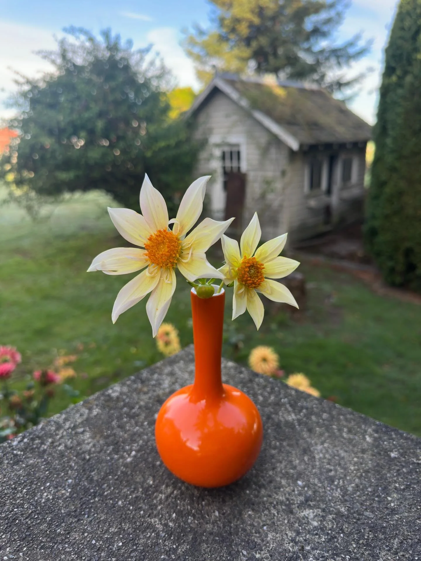 I regretfully missed taking a share-worthy picture of Mayberry&rsquo;s Pink Champagne at her peak last summer. She was the last dahlia photographed before our hard frost, colors muted from our crisp, autumn days; she was also one of the first tuber c