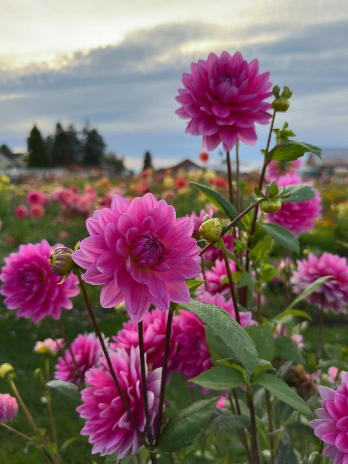 So far I have divided maybe 10 dahlia varieties out of 415 - it&rsquo;s slow going as I get re-acquainted with the process, painfully so with expensive varieties that are poor tuber producers (no room for error with those ones), though relatively fas