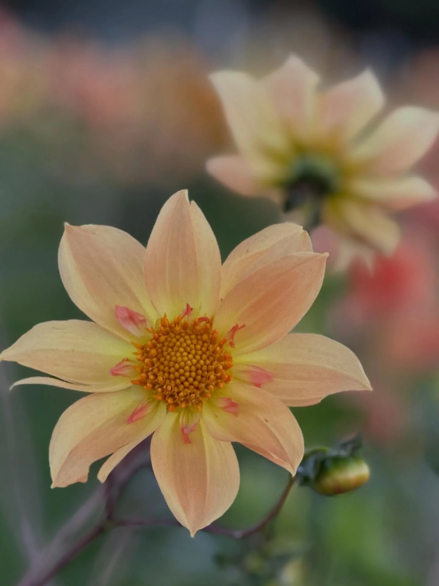 This beautiful dahlia is Tangerine Finch, hybridized by Nina @trilliumfinch. I wish I had taken more pictures last season, because this doesn&rsquo;t do her justice. Tangerine Finch will more than likely be available again at our in-person dahlia tub