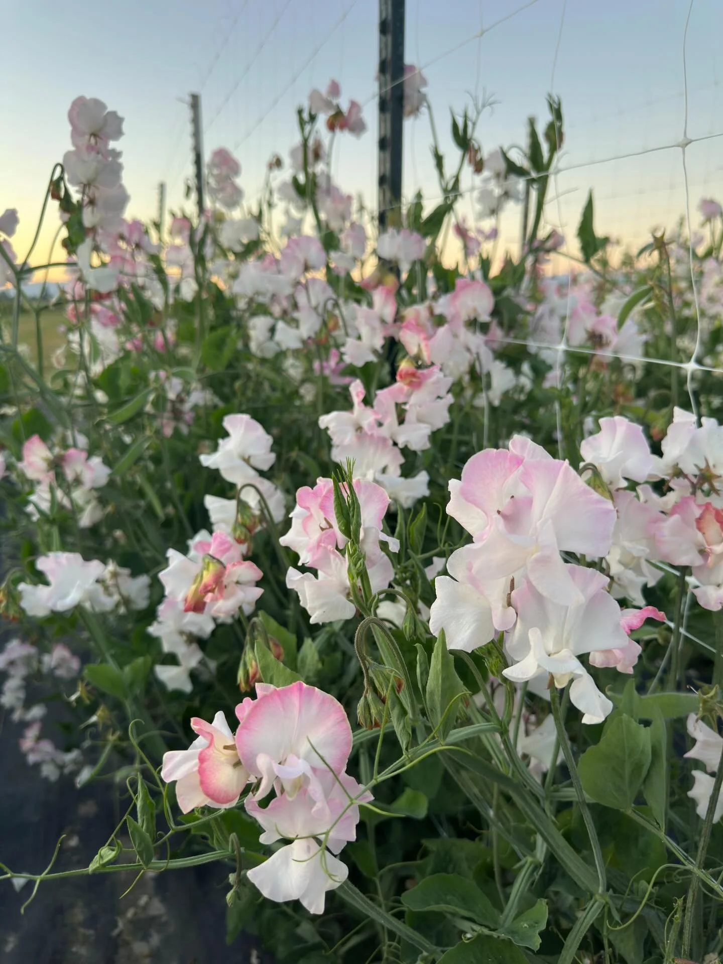 There&rsquo;s a small stock of sweet pea seeds available on our website (surprise!). You can also get a preview of some of the dahlias that will be in our sale, though I&rsquo;m nowhere near finished updating/reformatting my dahlia pictures and there