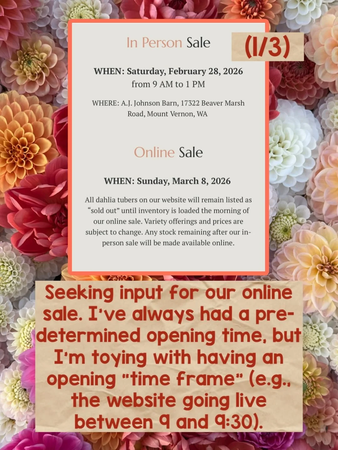 Please weigh in! I have always had a firm opening time for our online dahlia tuber sales and while that is probably what I&rsquo;ll do again, I&rsquo;m curious about the opening &ldquo;time frame&rdquo; approach that some tuber shops have used before