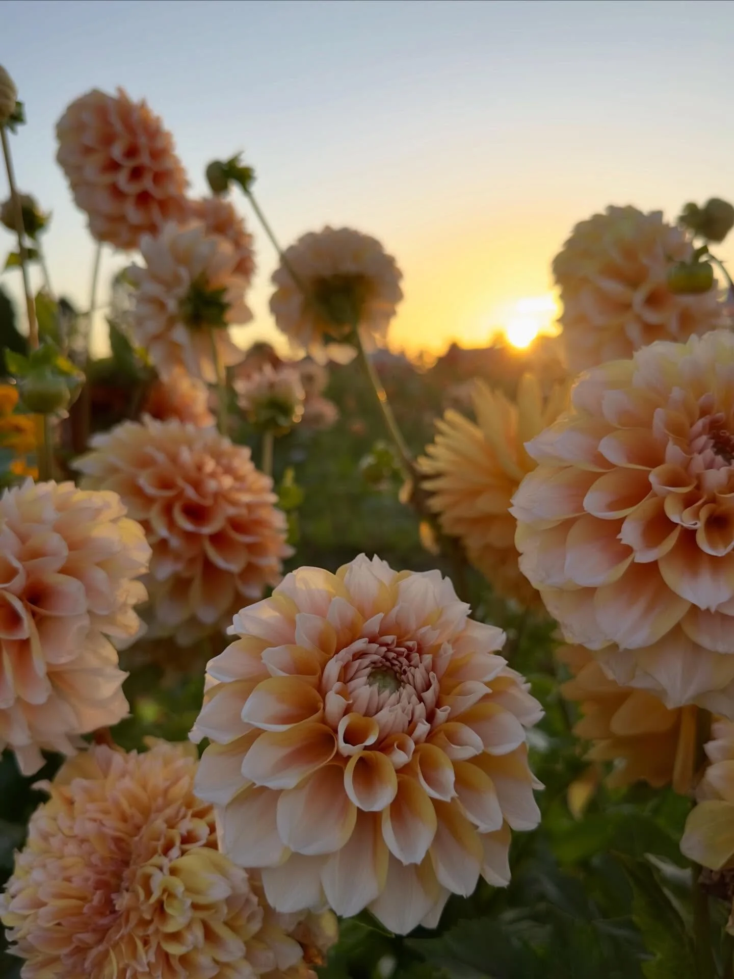 Spring, summer, and fall - the outdoor months on the flower farm - are when I listen to countless hours of podcasts. Winter though - the indoor months of splitting dahlia tubers - is when I consume more TV than I care to admit. Sometimes I discover t