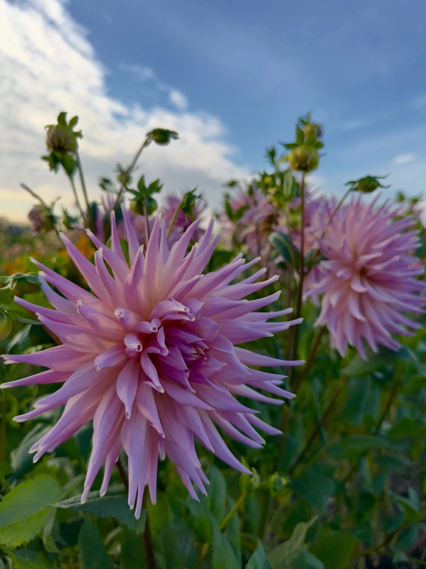 I really love this semi-cactus, Wyn&rsquo;s Mauve Mist. I feel like &ldquo;cactusy&rdquo; dahlias don&rsquo;t always get the love they deserve, but they bring a lot of pizazz to the garden and there&rsquo;s something to be said for a bit of pizazz. W