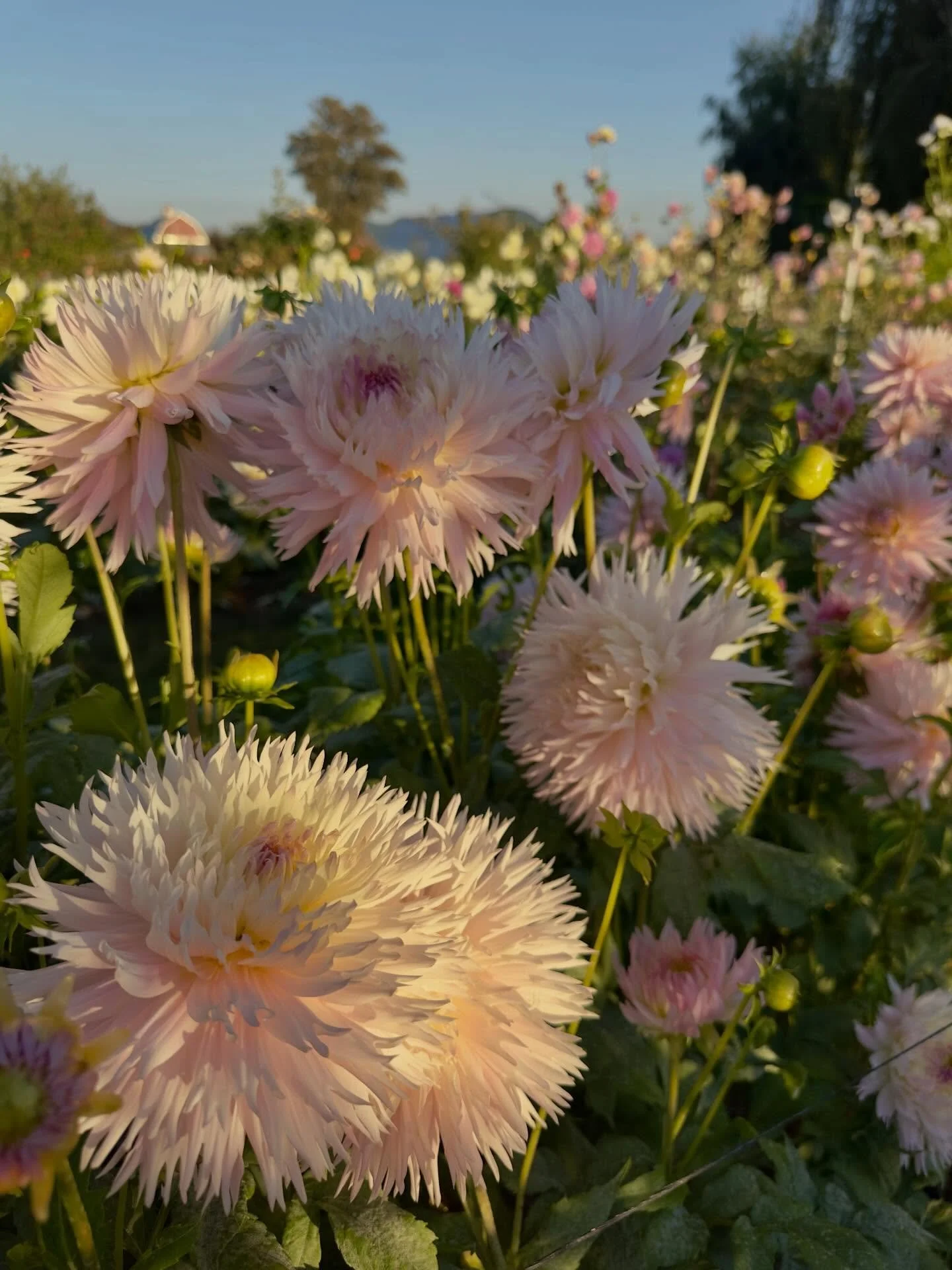 I had tried and missed so many attempts at procuring the dahlia Nadia Ruth over the years and it was thanks to a dear flower friend (hi, @nancymgunning!) that I was able to bring this long awaited bloom to my field last summer.

We &ldquo;meet&rdquo;