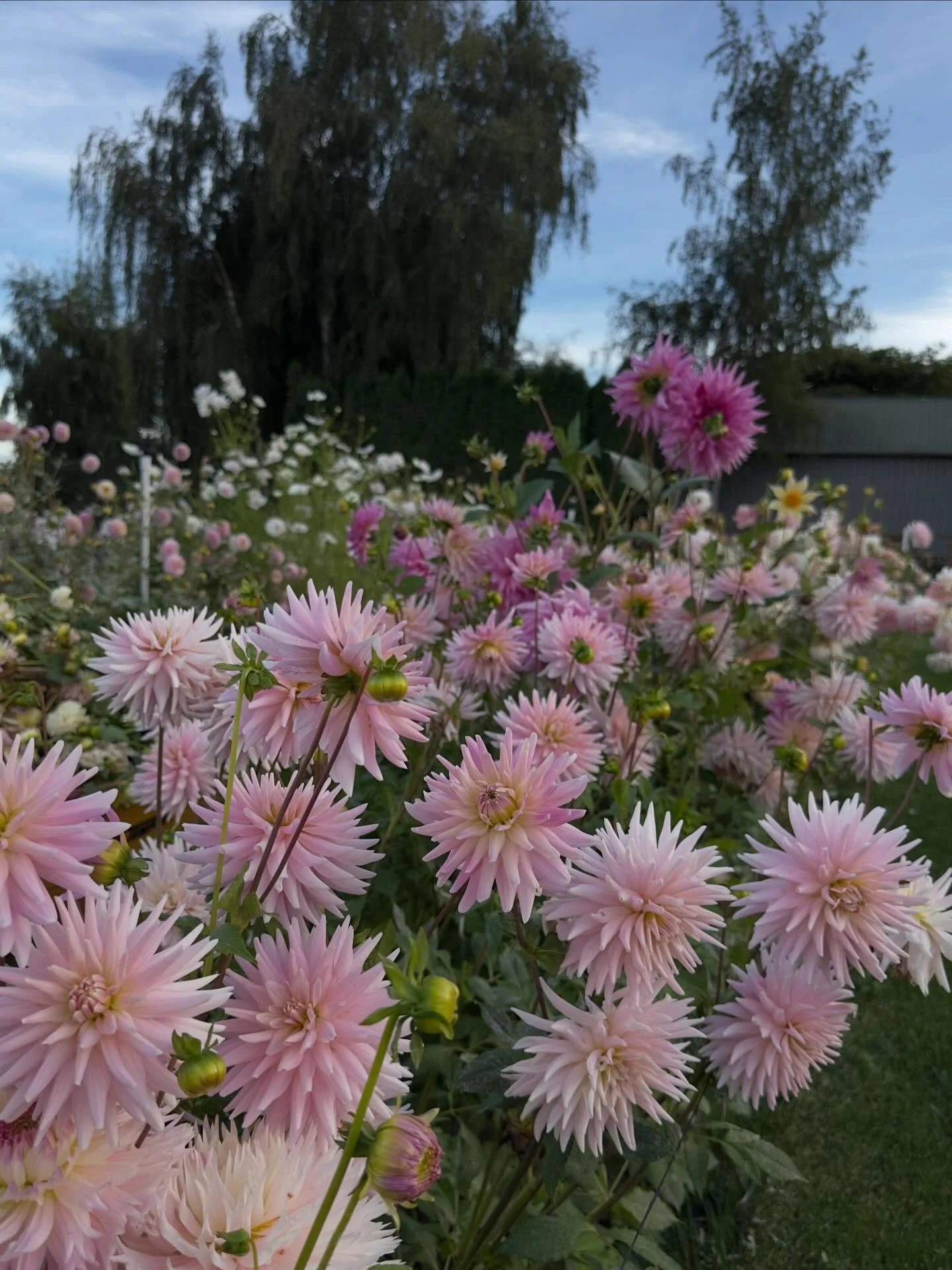 Miss Rose Fletcher: charming gardens since the 1940s. 

#heirloomflowers
#dahlias
#beemerryfarm
#flowerfarm
#skagitvalley