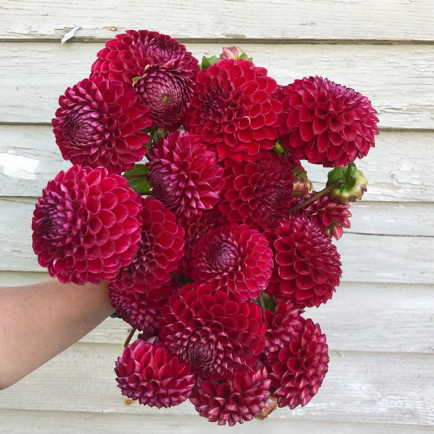 This dahlia is Cornel. If you&rsquo;ve grown flowers for any length of time, you likely already know this (and likely have scrolled past this post without stopping because Cornel is old news, if she was ever news at all). I once knew someone who spat