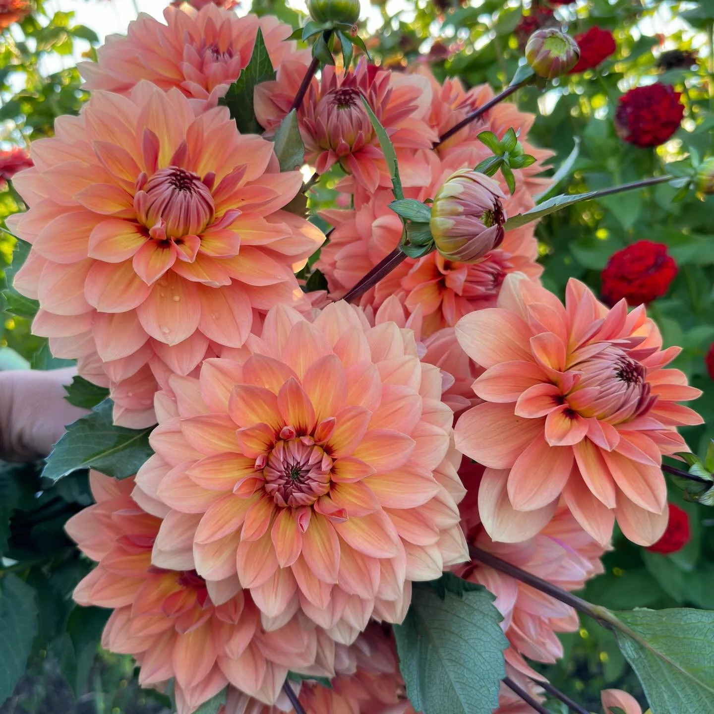 Saturday is the big day in the barn! If you&rsquo;re a dahlia die-hard and this isn&rsquo;t your first in-person rodeo, you already know that the first one to two hours of an in-person dahlia tuber sale are the busiest. It&rsquo;s a favored shopping 