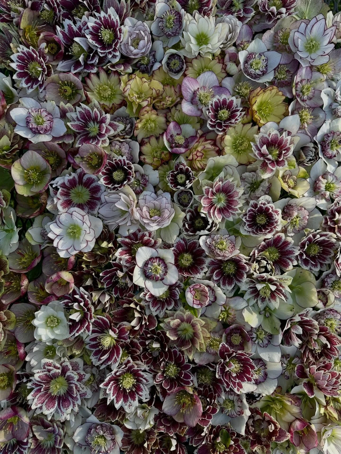 The ever-charming hellebore!