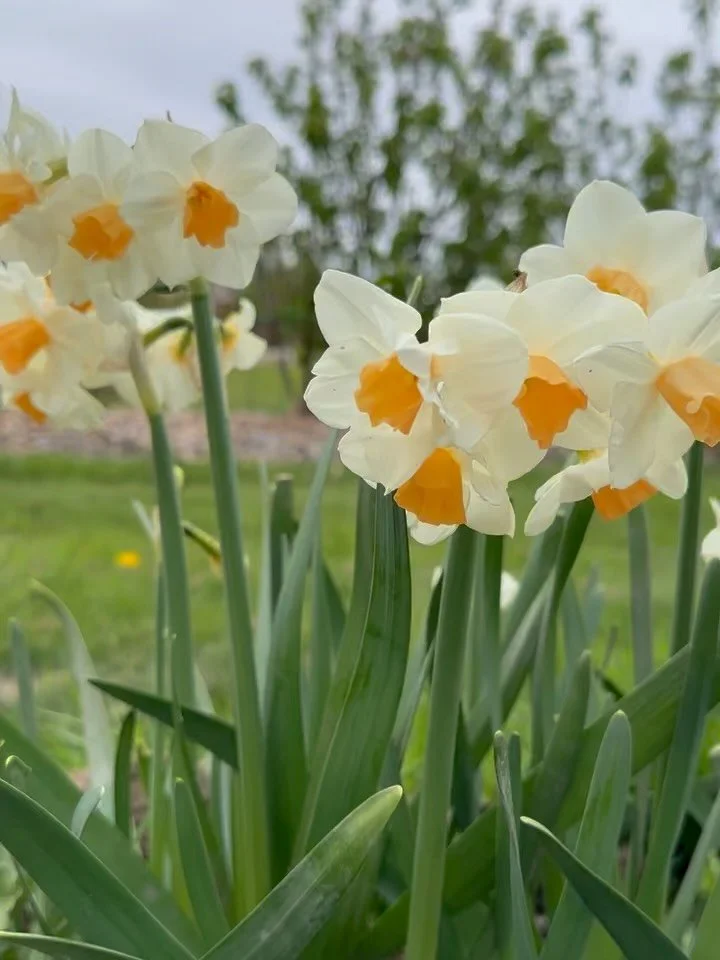 One of my favorite things about early spring is the return of so many flowering plants, tucked in by those who loved this land before us. There are the grandiose displays put on by gigantic flowering trees, camellias smothered in cheerful rose-colore