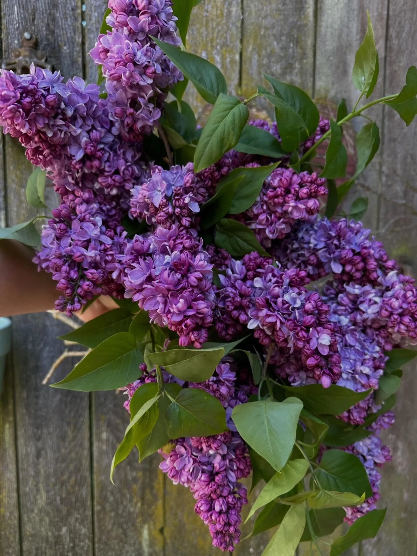 Blink and you&rsquo;ll miss them.
Lilacs are heaven on a branch,
breathe deep and savor. 

#beemerryfarm 
#lilacs 
#flowers