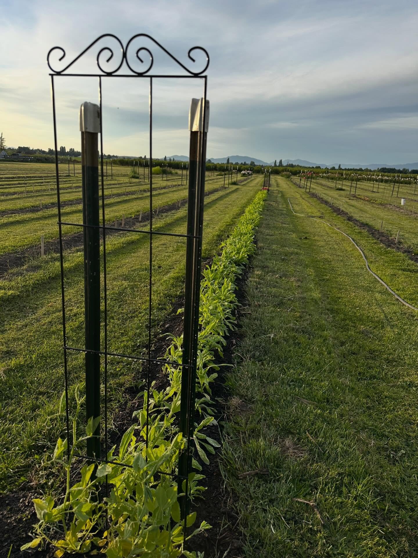 I planted a rainbow today! It might not look like much yet, but this will be one glorious row of strawflowers all in good time, with one color rolling into the next - the perfect pick for everlasting beauty! I can&rsquo;t wait to see this in full blo