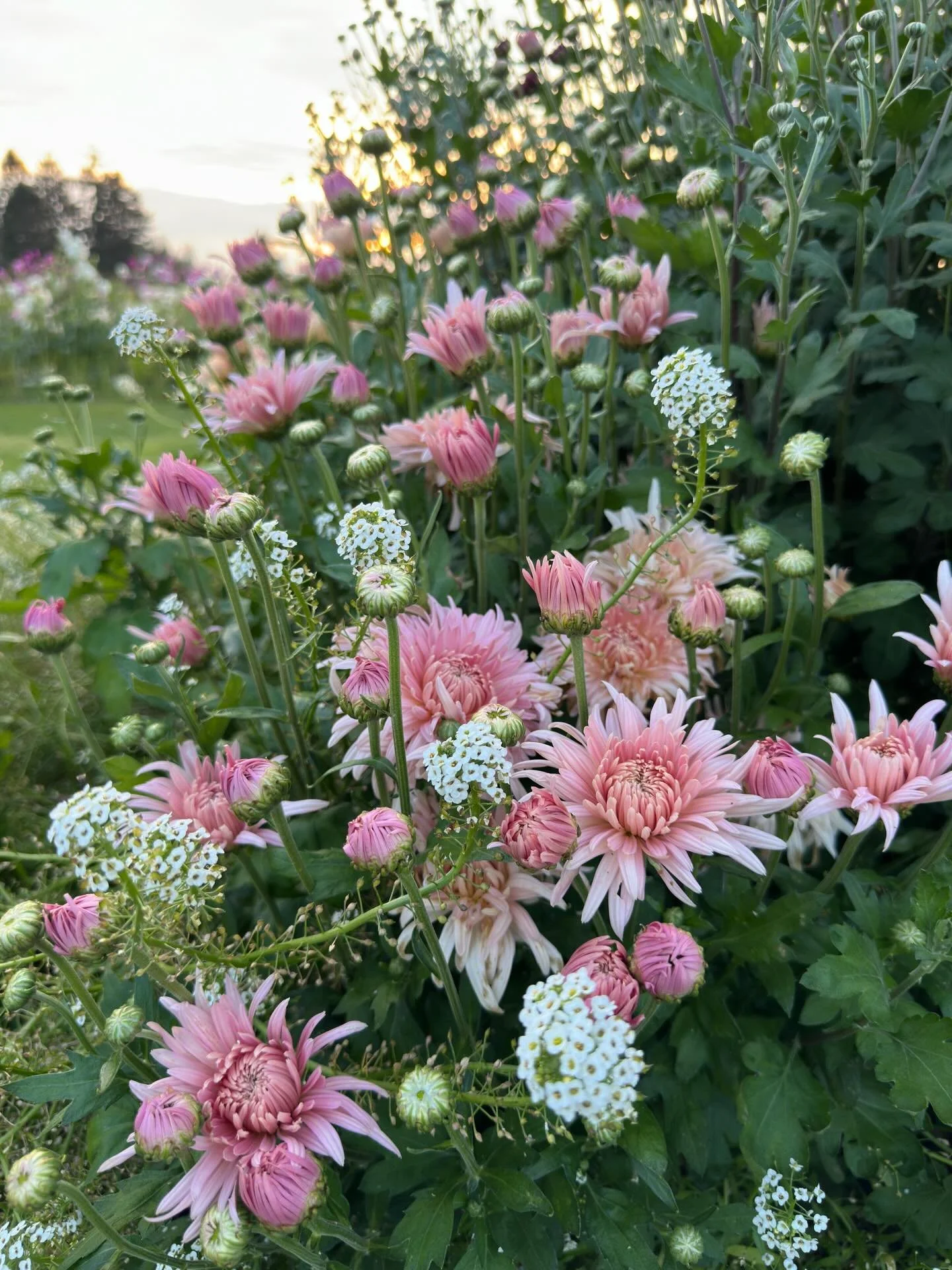I grew heirloom chrysanthemums last year to see for myself how they are different from, and superior to, the grocery store mums most of us pop on our porches every fall. I figured I would like them since I have yet to meet a flower I don&rsquo;t like