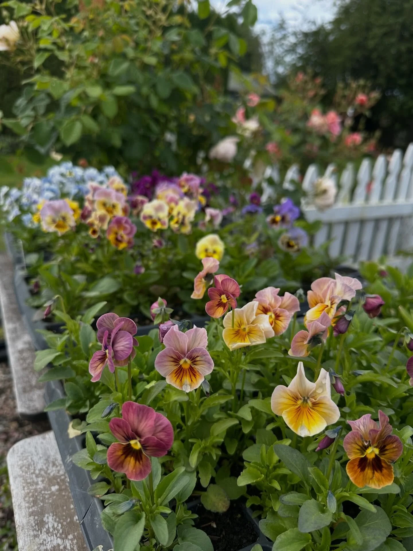 Pansies and violas are some of the most intricate and beautiful flowers I&rsquo;ve had the pleasure of meeting. While I haven&rsquo;t had a full-blown love affair with pansies like my friend Brenna, who has written an award-winning book on them, I di