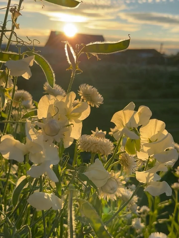 A few scenes from the field:
1 - sweet peas and strawflower
2 - raised bed flowers glistening after an evening watering
3 - honeybees savoring their last few minutes on the Chinese Forget-Me-Nots before bed
4 - a dahlia seedling
5 - the eagerly antic