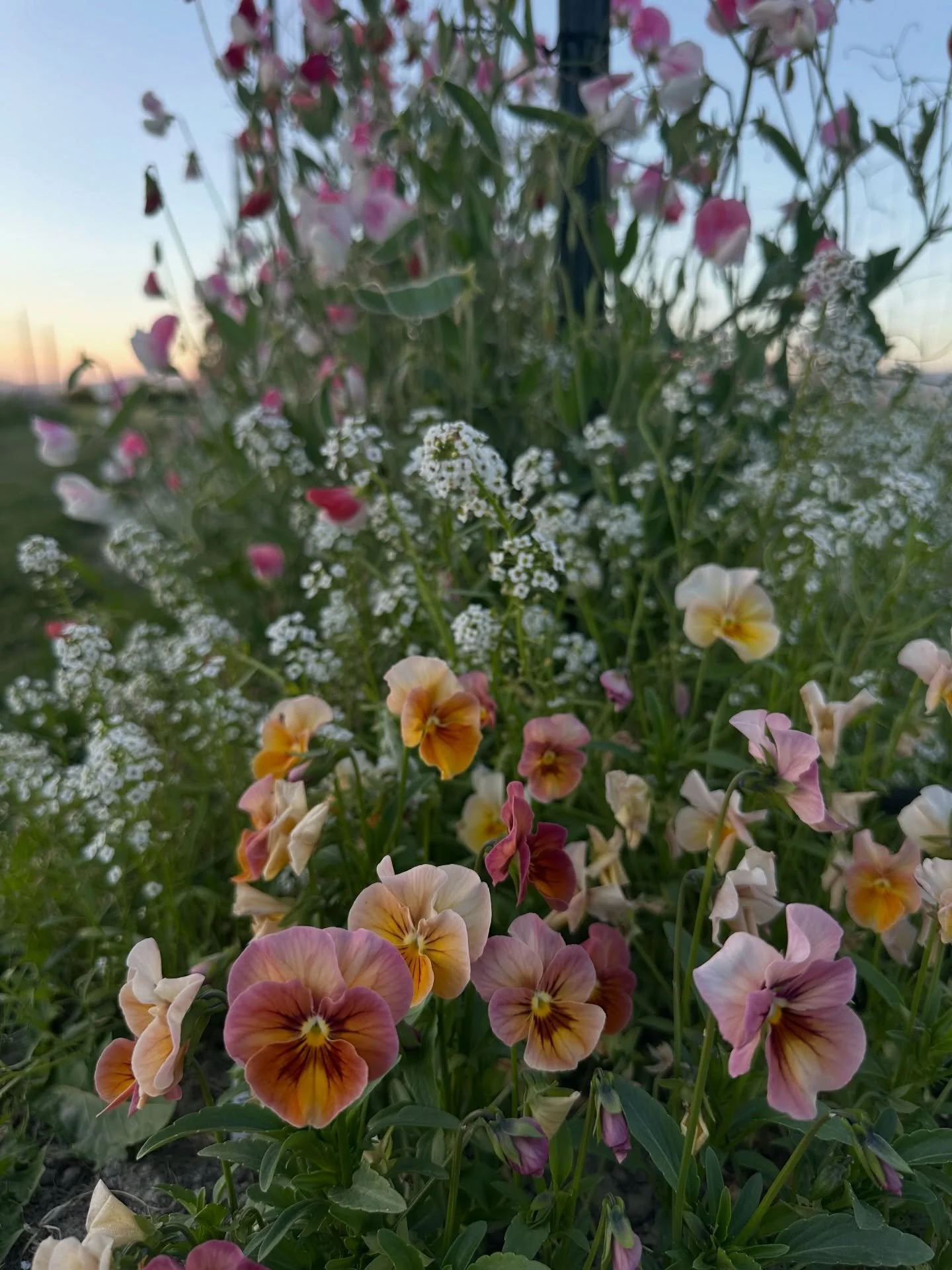 Let me de-influence you for a minute.
&nbsp;
I saw a post yesterday by an influencer who shared a negative opinion about a common garden flower grown by many for a number of reasons: it attracts beneficial insects, it smells good, and it&rsquo;s extr