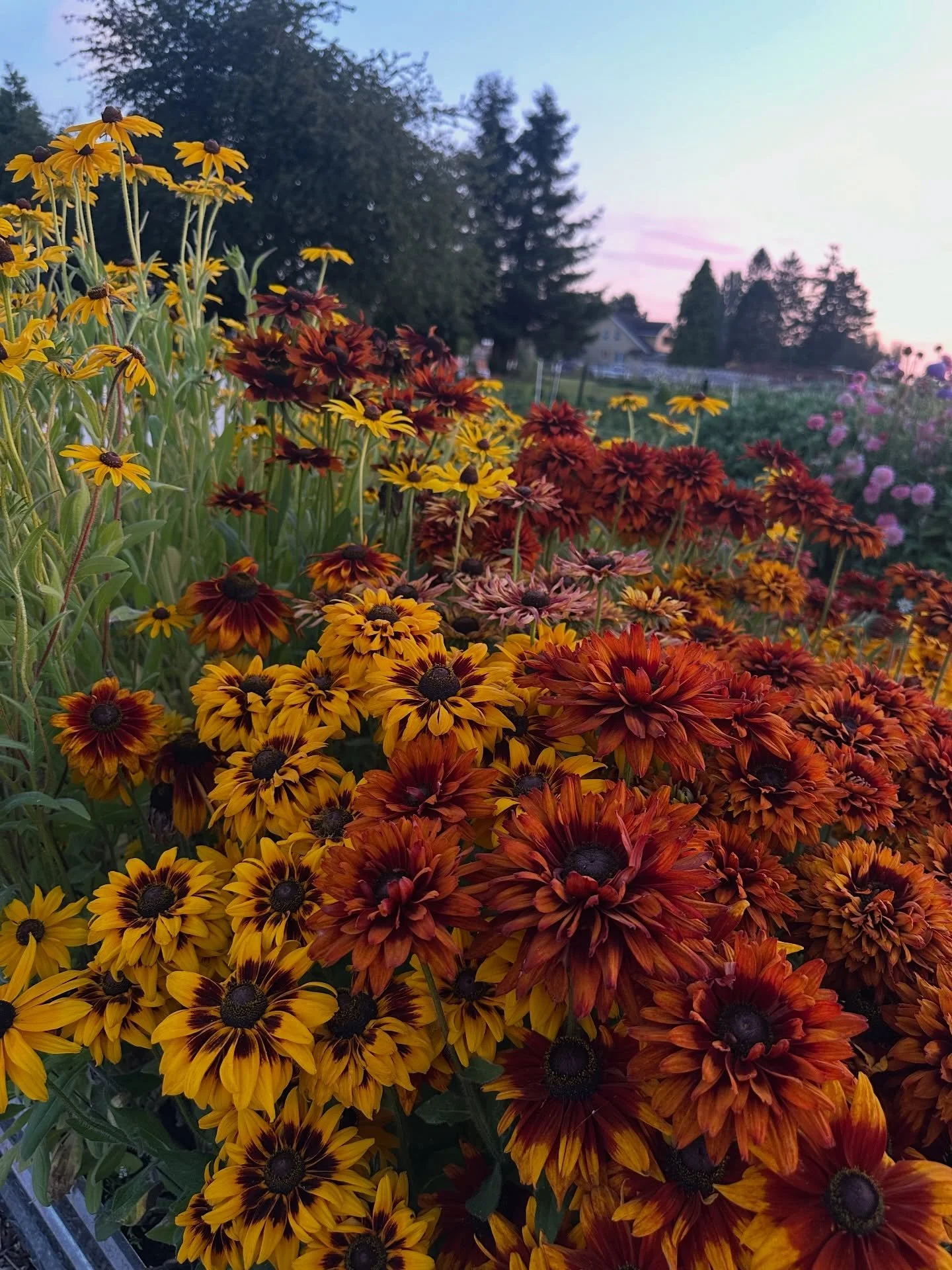 The rudbeckia are putting on a show in the raised beds! These were all planted from seed last year and overwintered beautifully. Summer is my favorite season, hands down, but these are definitely giving fall vibes. 

Black-Eyed Susan (seed from @theo