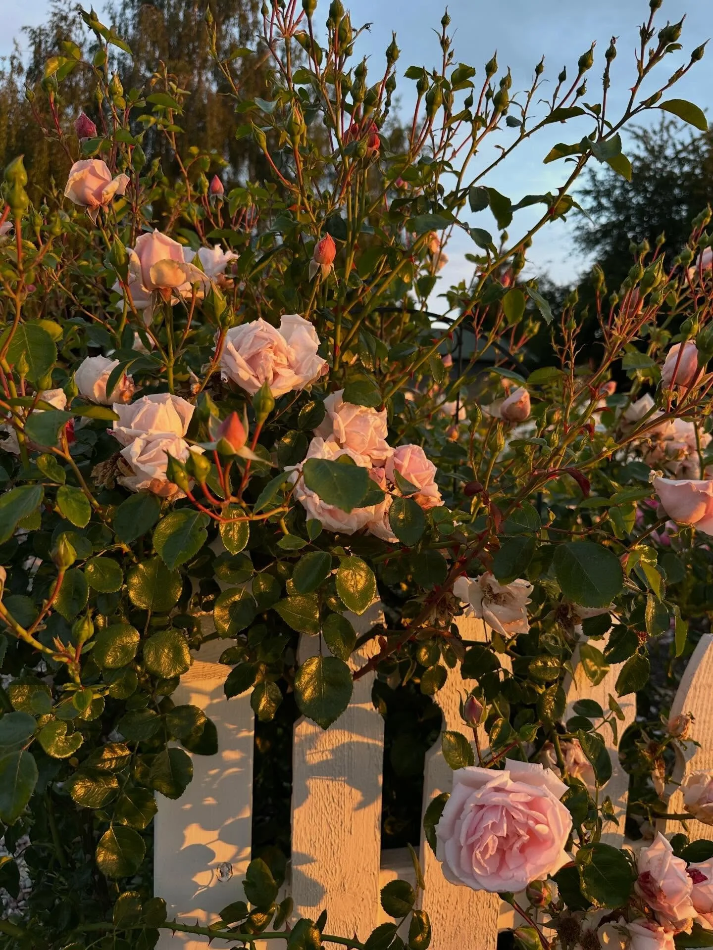 Scenes from the rose garden:

1. New Dawn (Somerset Rose Nursery, 1930) - this one was terrible last year. The rust spot looked like someone splatter painted its foliage and I couldn&rsquo;t seem to get ahead of it. This season is day to last season&