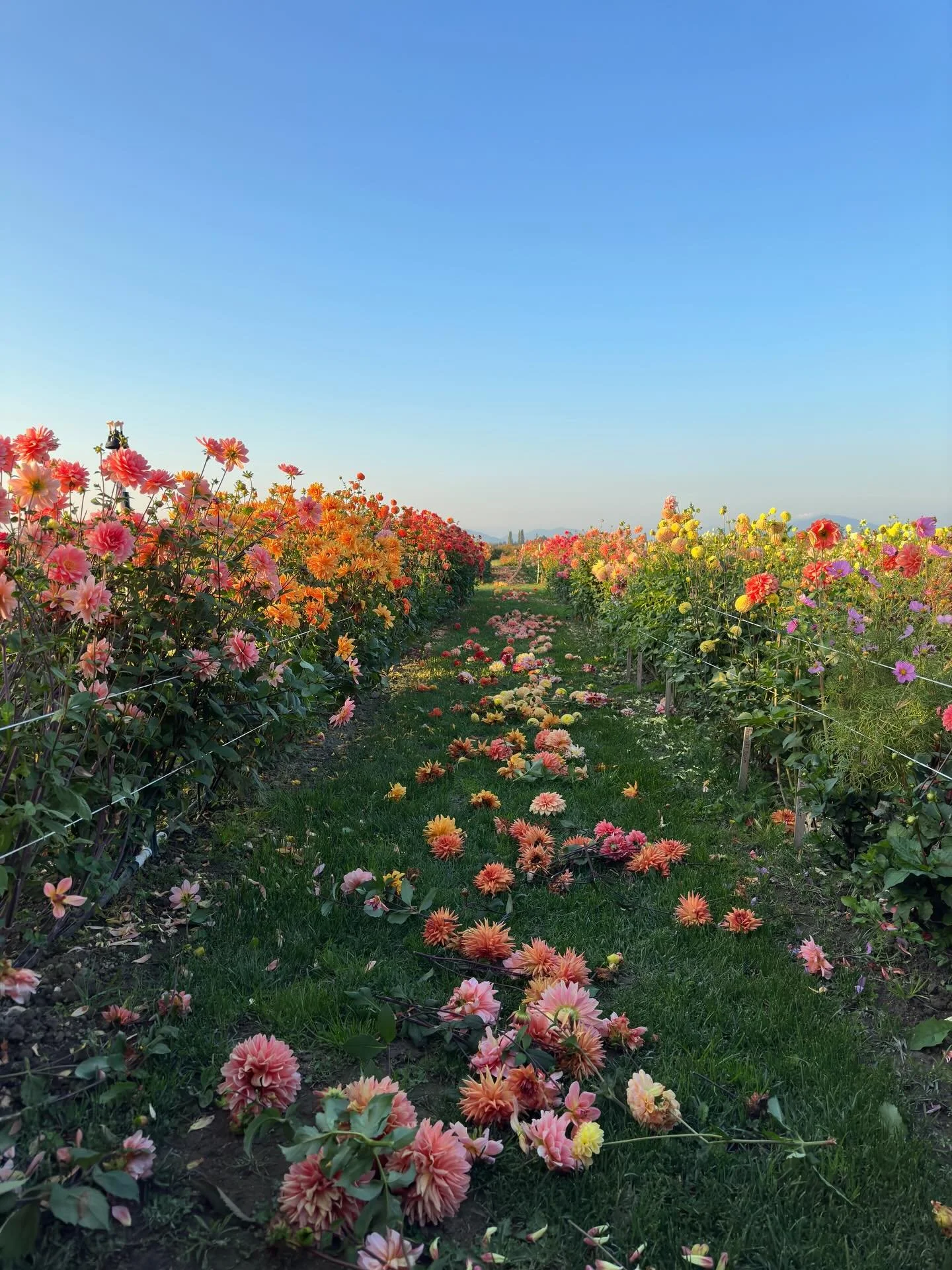 Time spent in the garden today: zero minutes. I made myself catch up on the mundane . . . laundry, bills, dishes. I got to spend time with family and be present for important discussions. I used our new shredder for the first time and (perhaps) gleef