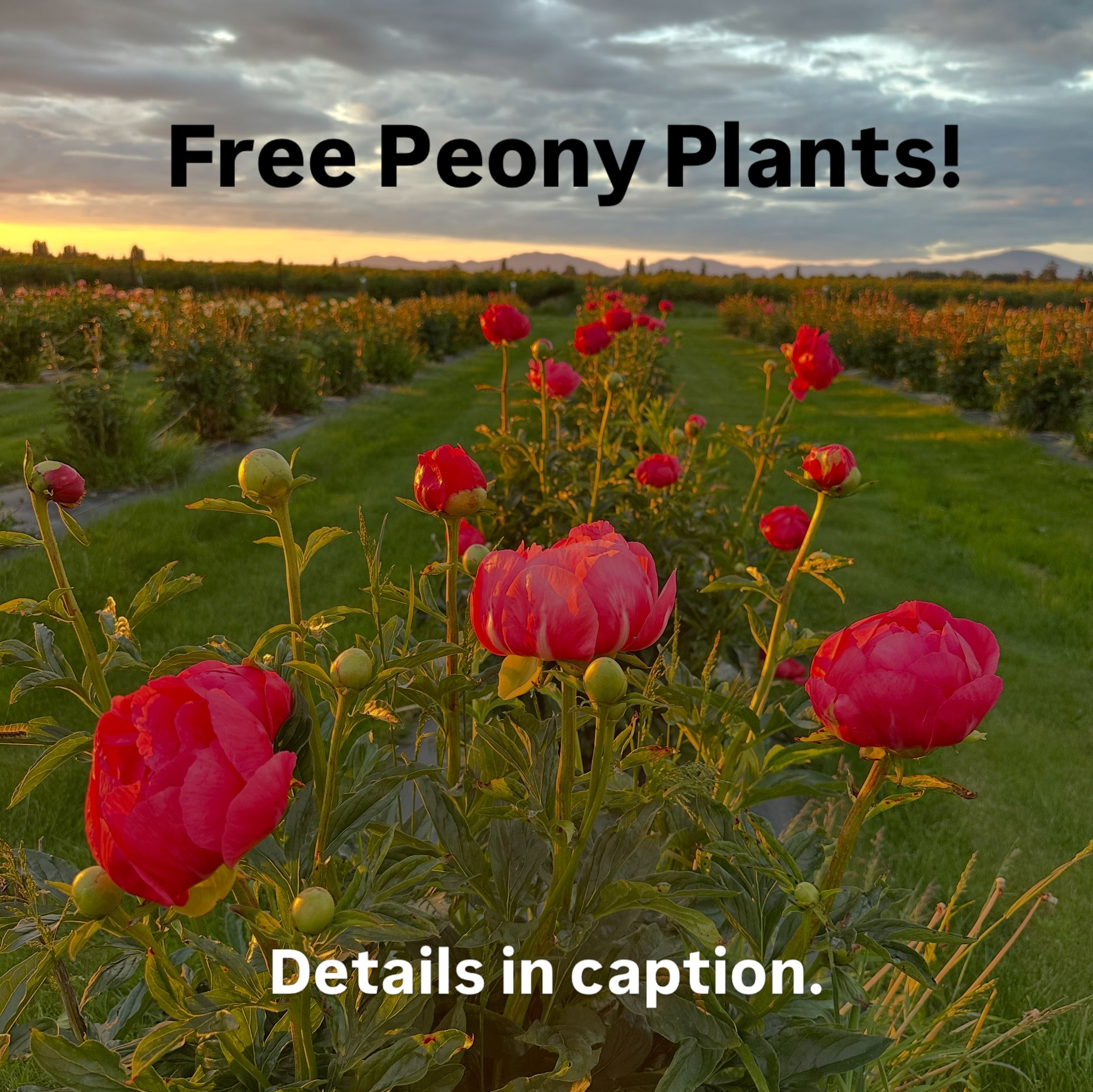 I&rsquo;ve decided to break up with peonies. I don&rsquo;t have capacity to care for, harvest, or sell them and the quantity I have takes up a lot of space given their short bloom window. If you would like FREE peony plants, send me a message. You di