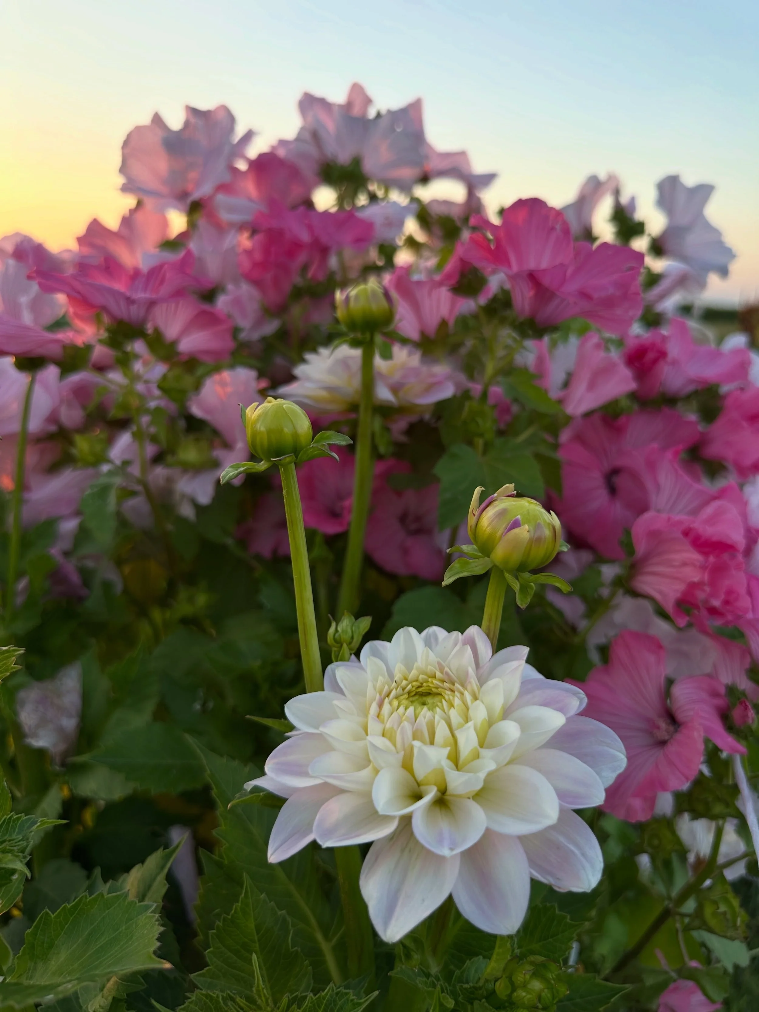 Janick&rsquo;s Symphony is pushing through the lavatera jungle!

Lakeview something-I-can&rsquo;t-remember. Blush? Lady? IDK, but it&rsquo;s very pretty. 

KA&rsquo;s Rose Quartz. 10/10!

Amethyst Orb (🇯🇵)

Lee&rsquo;s Halo. STUNNER!

Redwood Honey