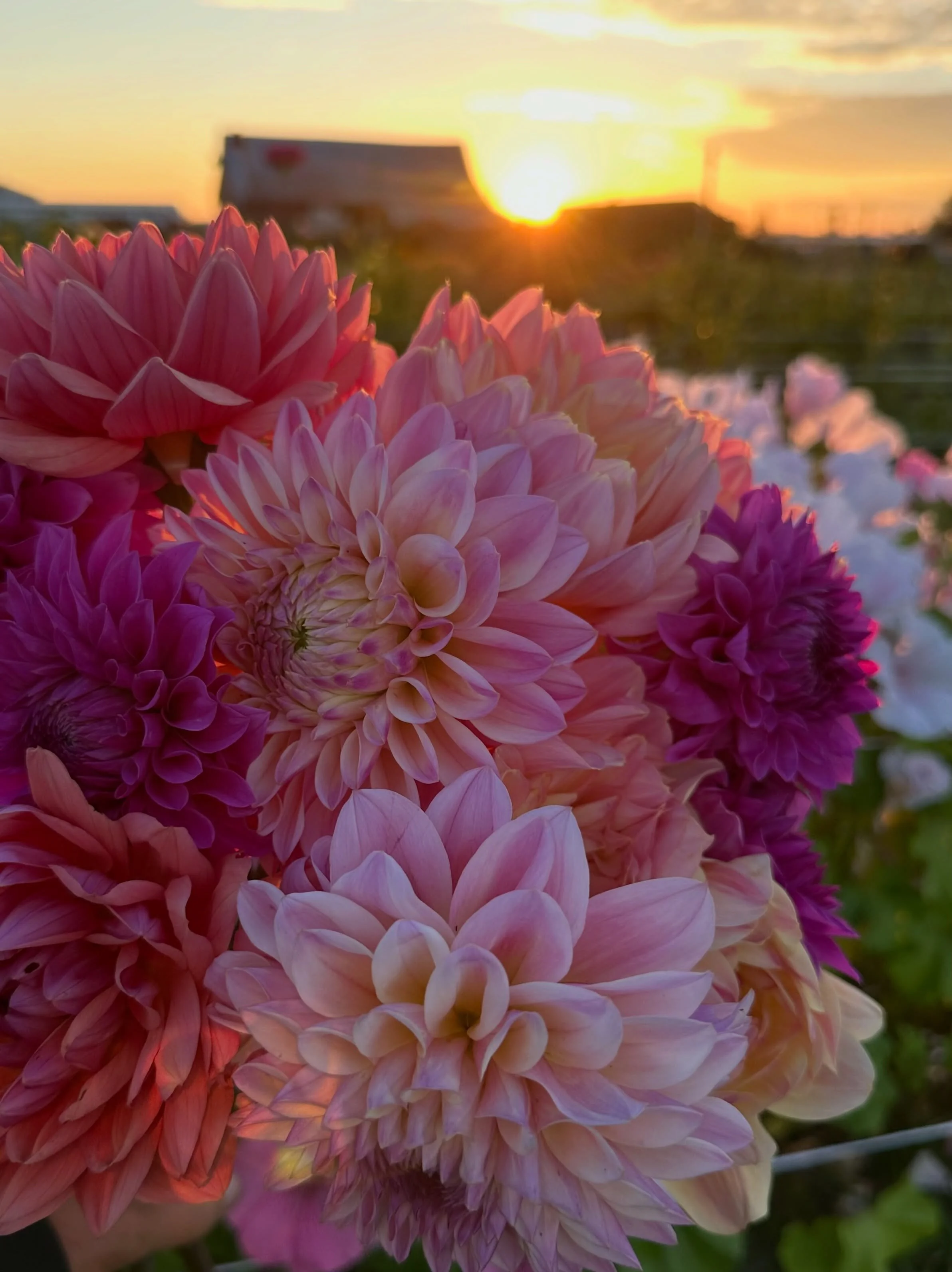 Two of my favorite things: dahlias and sunsets!

Dahlias: Burfoot Lotus, Coralie, Dutch Pearl, KA&rsquo;s Tiny E

#beemerryfarm
#dahliaseason