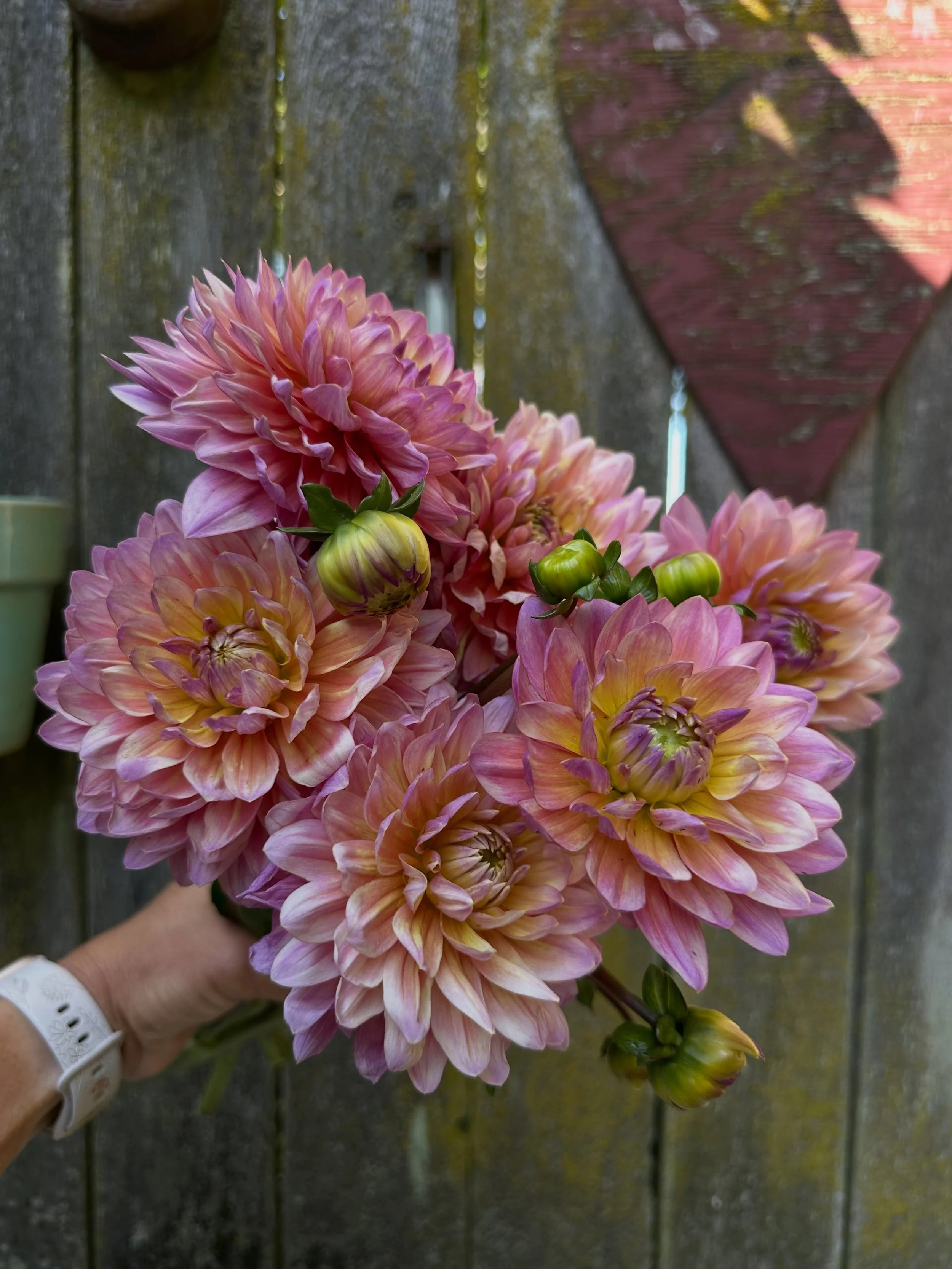 When your friend is a dahlia hybridizer and breeds flowers like this, you kind of want to start a fan club. (Anyone else want to join the Kale Lane Fan Club? 😉)

This dahlia is Molly&rsquo;s Carolyn and I believe she is slated for release in 2027. A