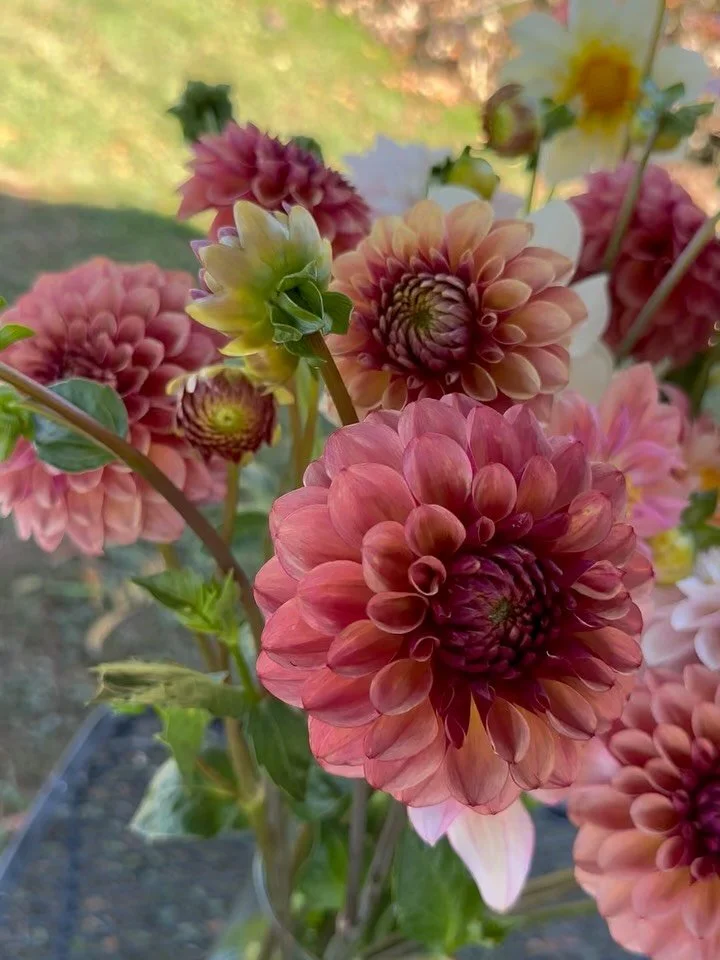 As I started tagging my &ldquo;keeper&rdquo; first-year dahlia seedlings today, I found myself musing about why growing dahlias from seed is so satisfying. You&rsquo;ll hear a lot of growers say that every trip to their seedling patch is akin to Chri