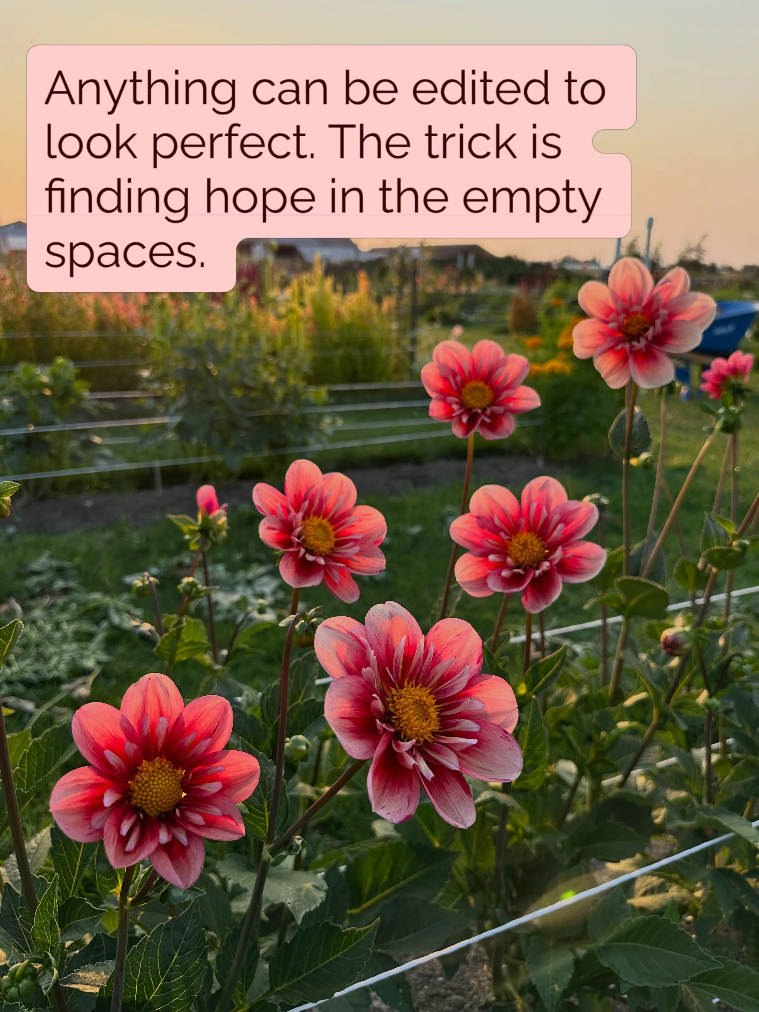 It was another day of dirt, sweat, and so much weeding. The sea is mostly green, but a wave of color is on its way. Now is the part where we have faith that the dahlias know what to do, with or without our fussing. It&rsquo;s the part of waiting that