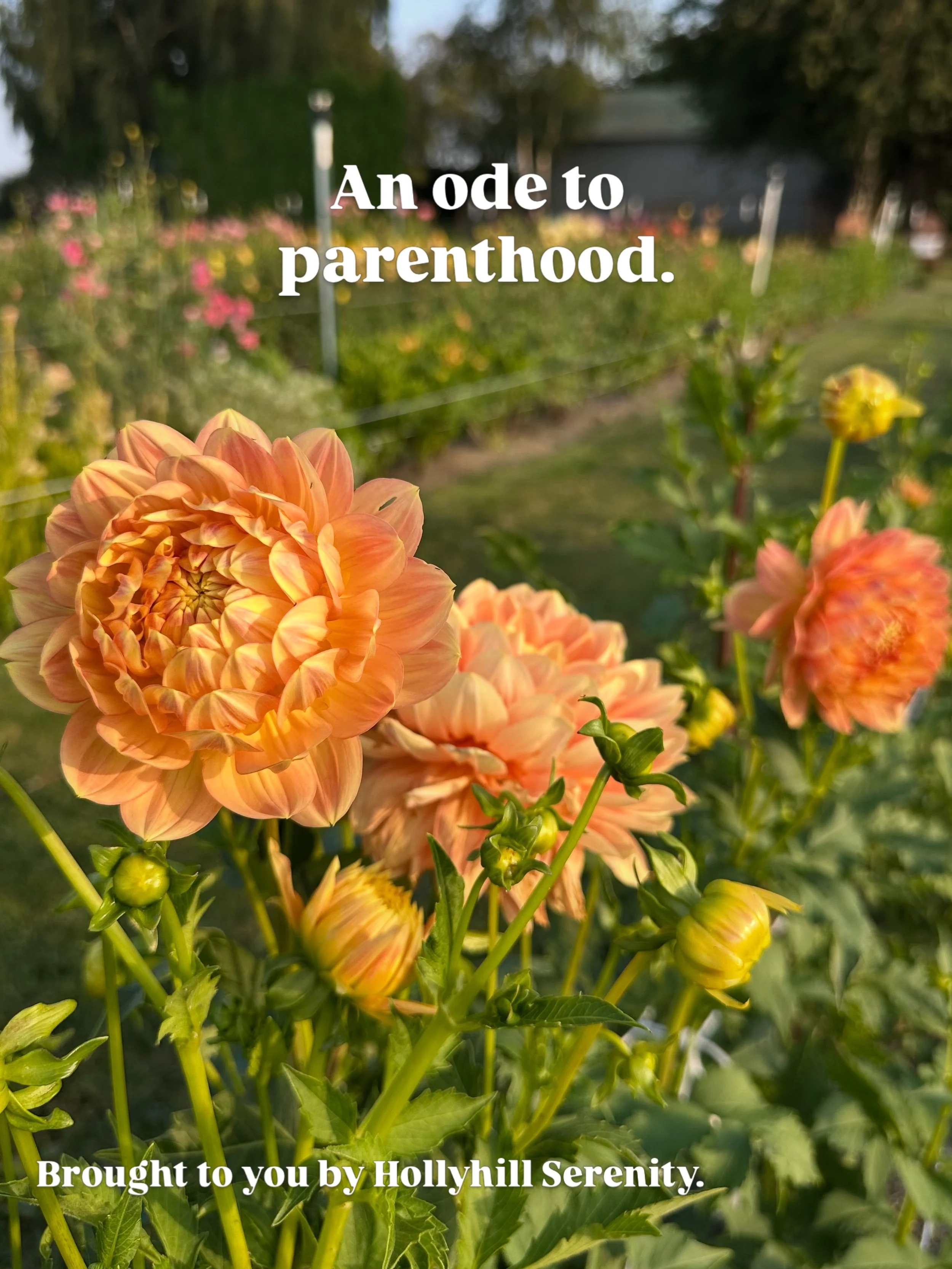 Sometimes I wish life would slow down. 
&nbsp;
My counselor is helping me re-think assigning value to emotions (i.e., there is no such thing as a &lsquo;bad&rsquo; or &lsquo;good&rsquo; emotion because humans experience a range of feelings that all s