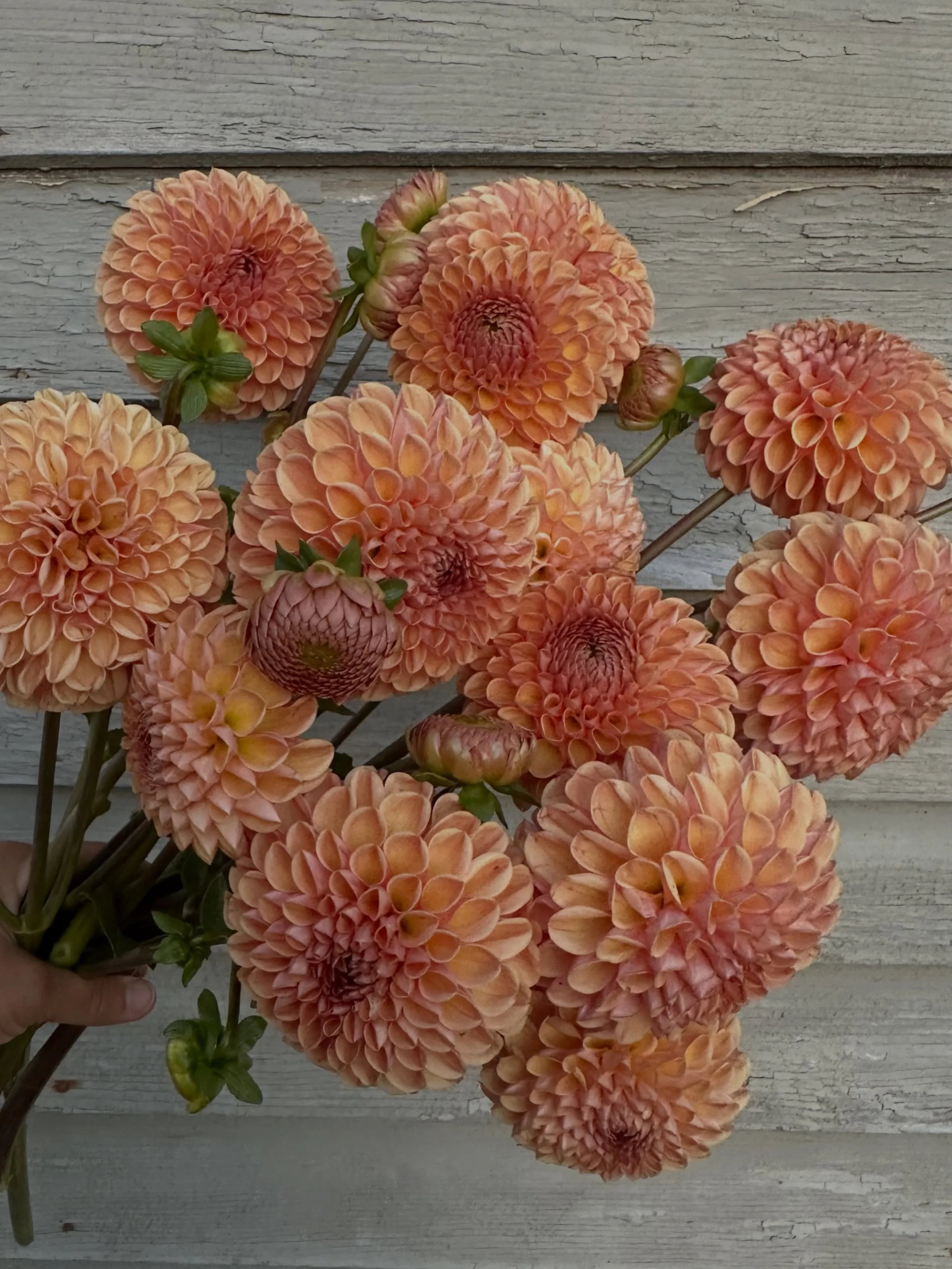 I&rsquo;m trying to get my sea legs with taking dahlia cultivar photos for the website. The awkwardness of trying to hold a bunch of flowers in one hand while aiming for just the right lighting, just the right angle, and with just the right &ldquo;lo