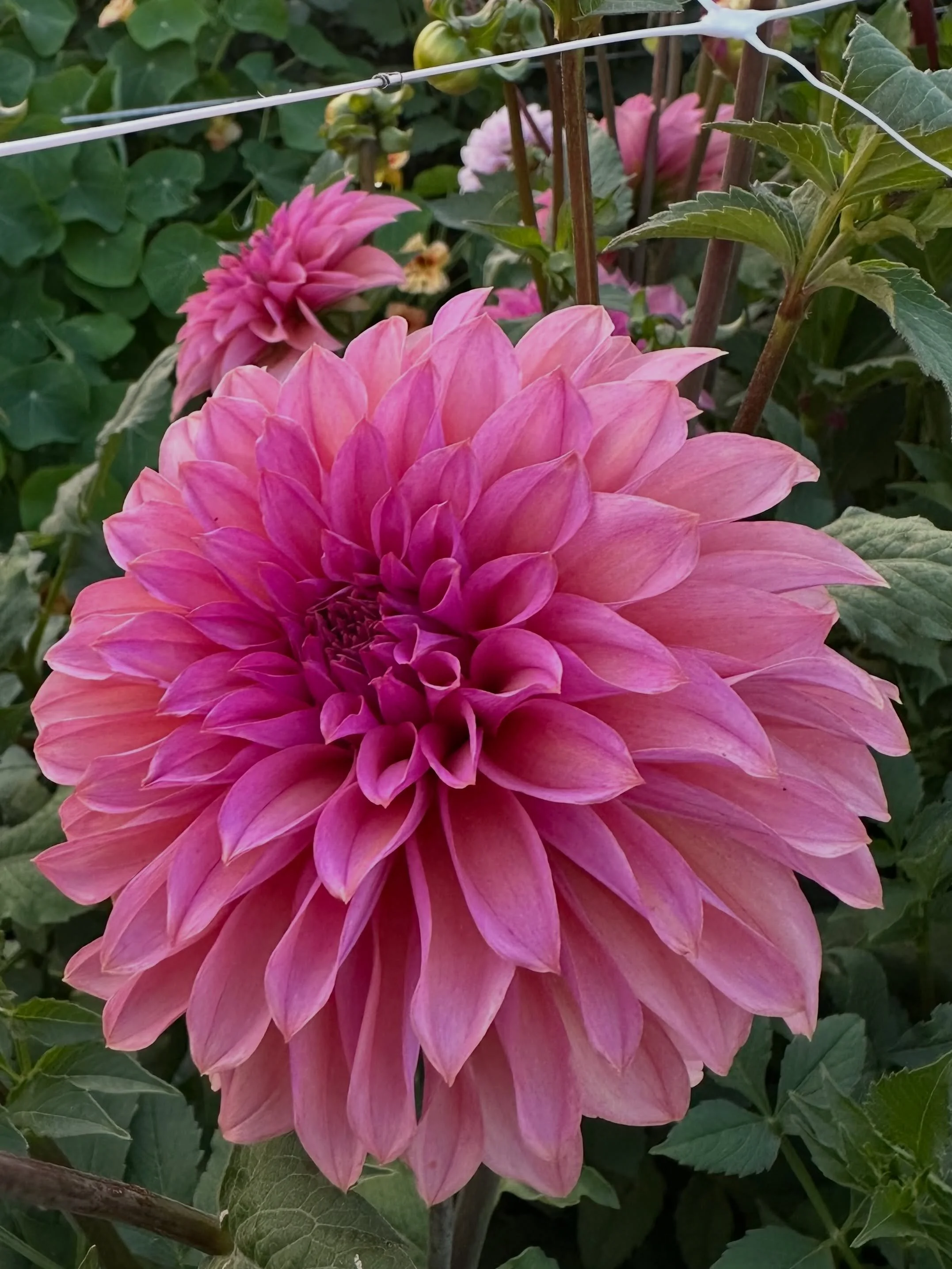 A little photo dump of some of the newest dahlias blooming (all are first year seedlings, so these are the only ones growing in the whole world &amp; that will never cease to amaze me!). I&rsquo;ve never lucked out with so many potential keepers. Fin