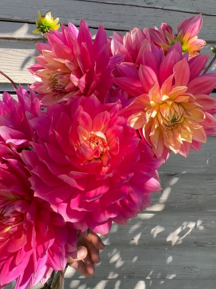 As I get older and more curmudgeonly (or maybe I&rsquo;m just confident in what I like and don&rsquo;t like 😉), there are some words and phrases used in the flower growing world that drive me bonkers. One is &ldquo;obsessed&rdquo; and the other is &