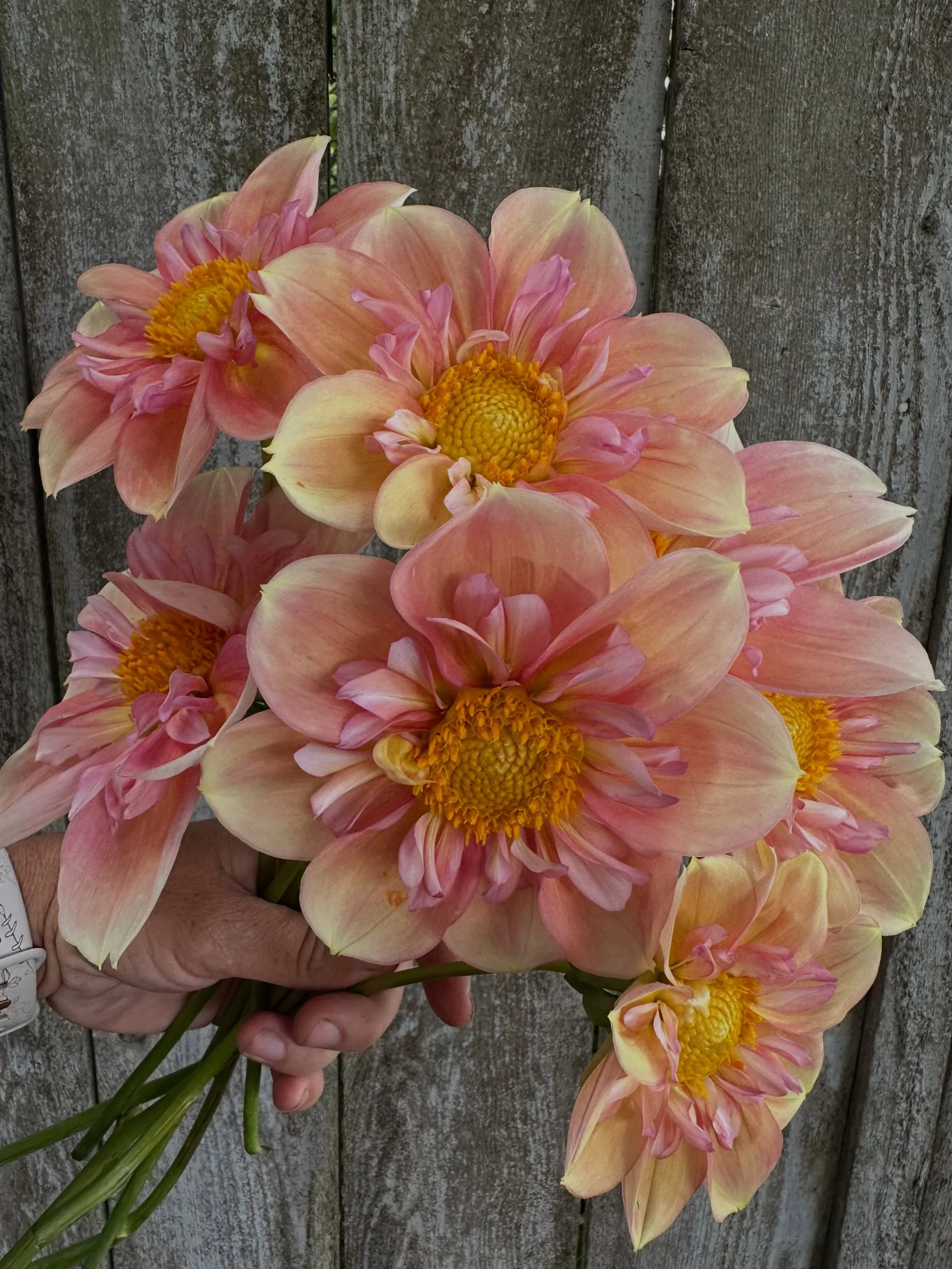 Two second-year dahlia seedlings. I&rsquo;m keeping one, and going to compost the other at the end of the season. Can you guess which is which?

I&rsquo;m tossing the majority of the second-years, actually. Most just don&rsquo;t spark joy for me or f