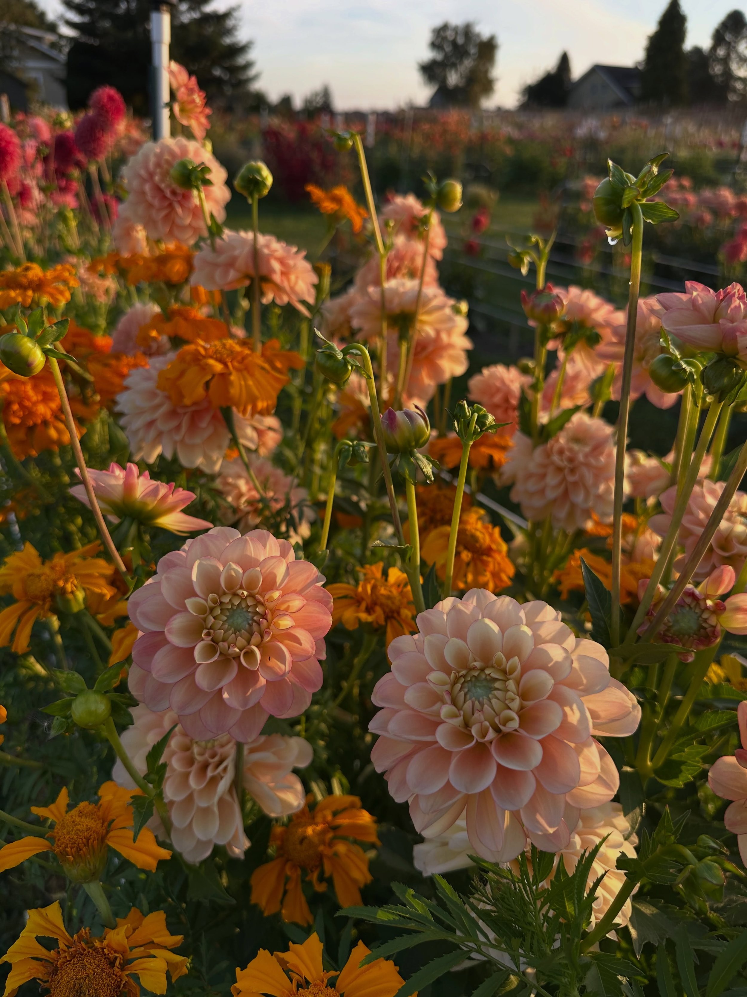 I have a hard time pulling flowers that have self-seeded, so I often end up with bits of this-and-that interspersed in random places. Sometimes I will transplant volunteer flowers to holes where I&rsquo;ve removed dahlias, but most of the time I just