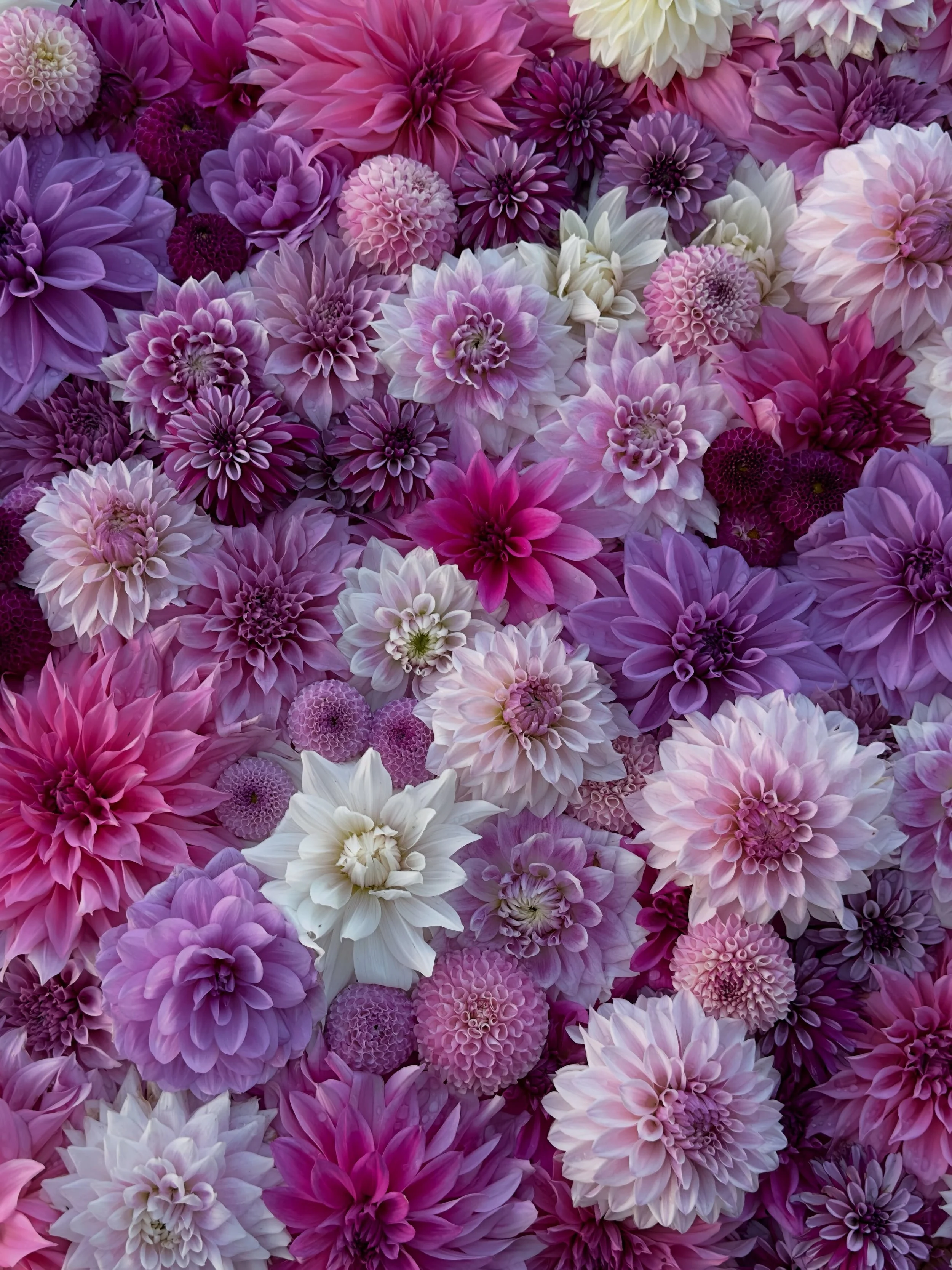 Some purple goodness from yesterday&rsquo;s wedding harvest! 💜 I grow fewer purple dahlias than any other color, but I&rsquo;m pretty partial to this crew here. 

#beemerryfarm #dahlias #flowerfarm #purpleflowers #weddingflowers