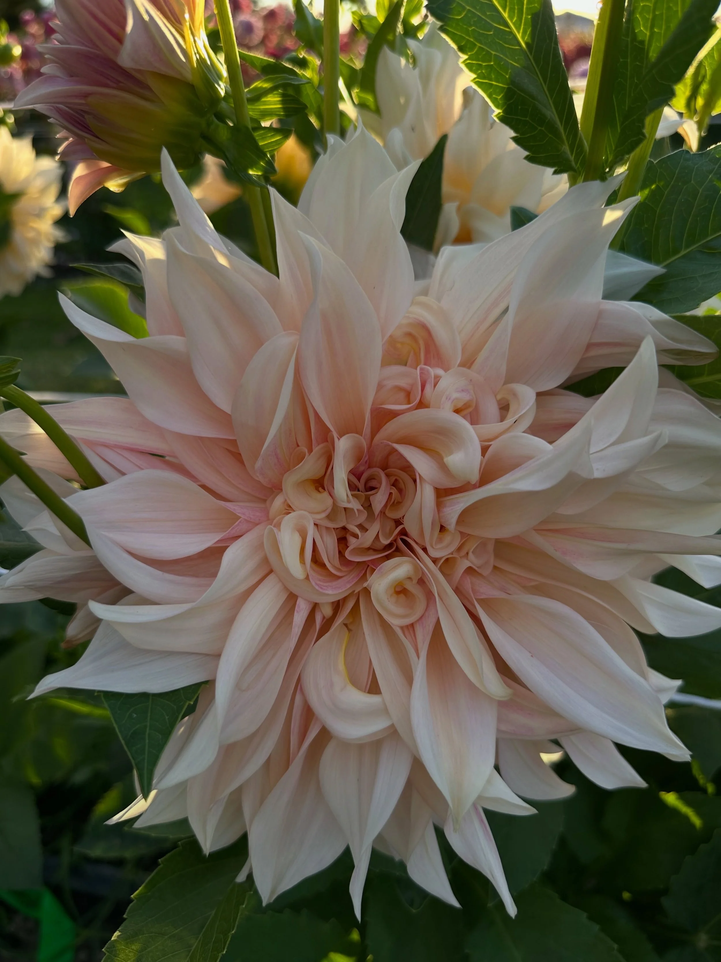 I think Caf&eacute; au Lait is at her best when she breaks form. Too much of life is spent trying to achieve perfection and while perfection is nice in its own way, life is most beautiful when we keep space for the things that take us in unexpected d