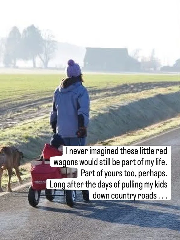 Hopes and dreams, curtesy of two red wagons. 

#beemerryfarm
#flowerfarm
#weddingflowers
#localflowers
#skagitvalley