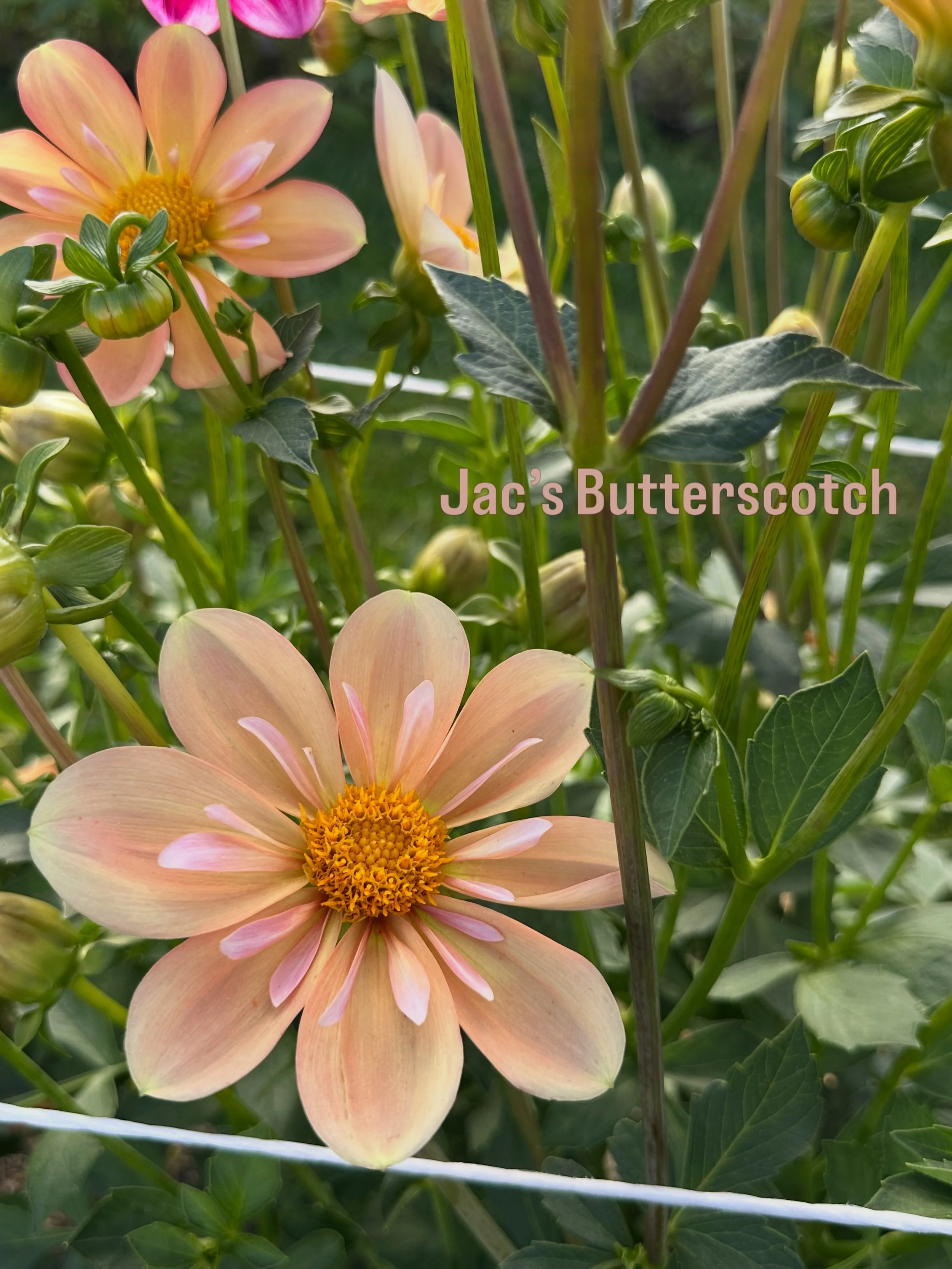 Collarette dahlias are such generous seed producers and their &ldquo;babies&rdquo; are incredibly fun to grow. I&rsquo;ve been madly harvesting seed pods and dreaming about next year&rsquo;s crew of new-to-the-world collarettes. 

Pictured are a hand