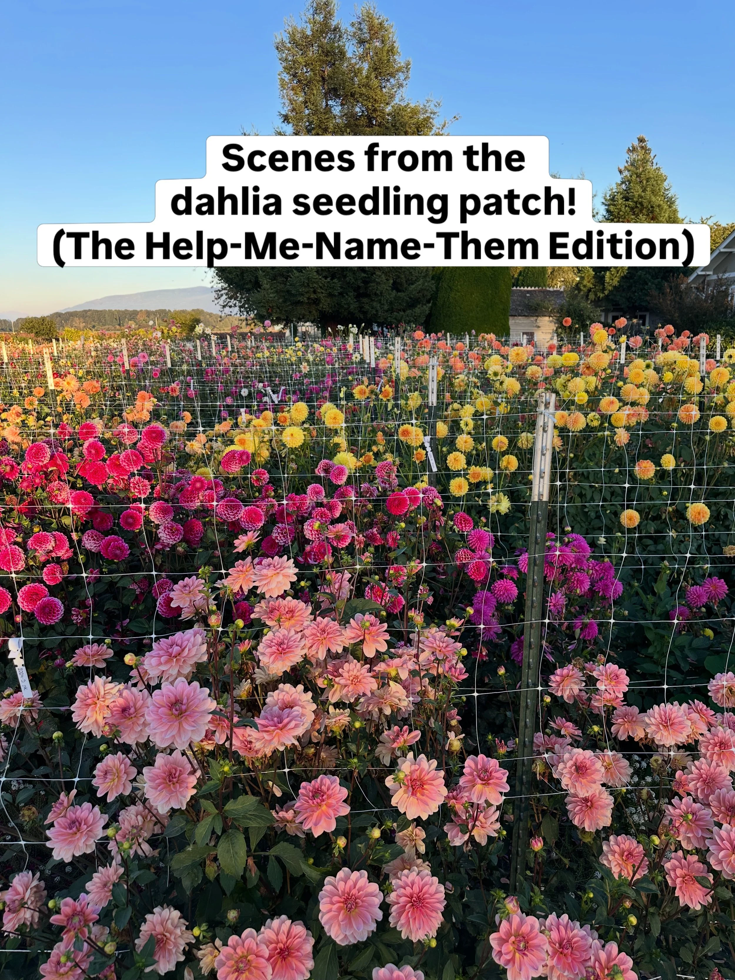 It&rsquo;s time to start thinking about names for these dahlias! I&rsquo;m cautiously optimistic that 2024-3, 2024-8, and 2024-13 will be released in 2028. I want one more season for observation (and to put them to the test in an ADS trial garden) to