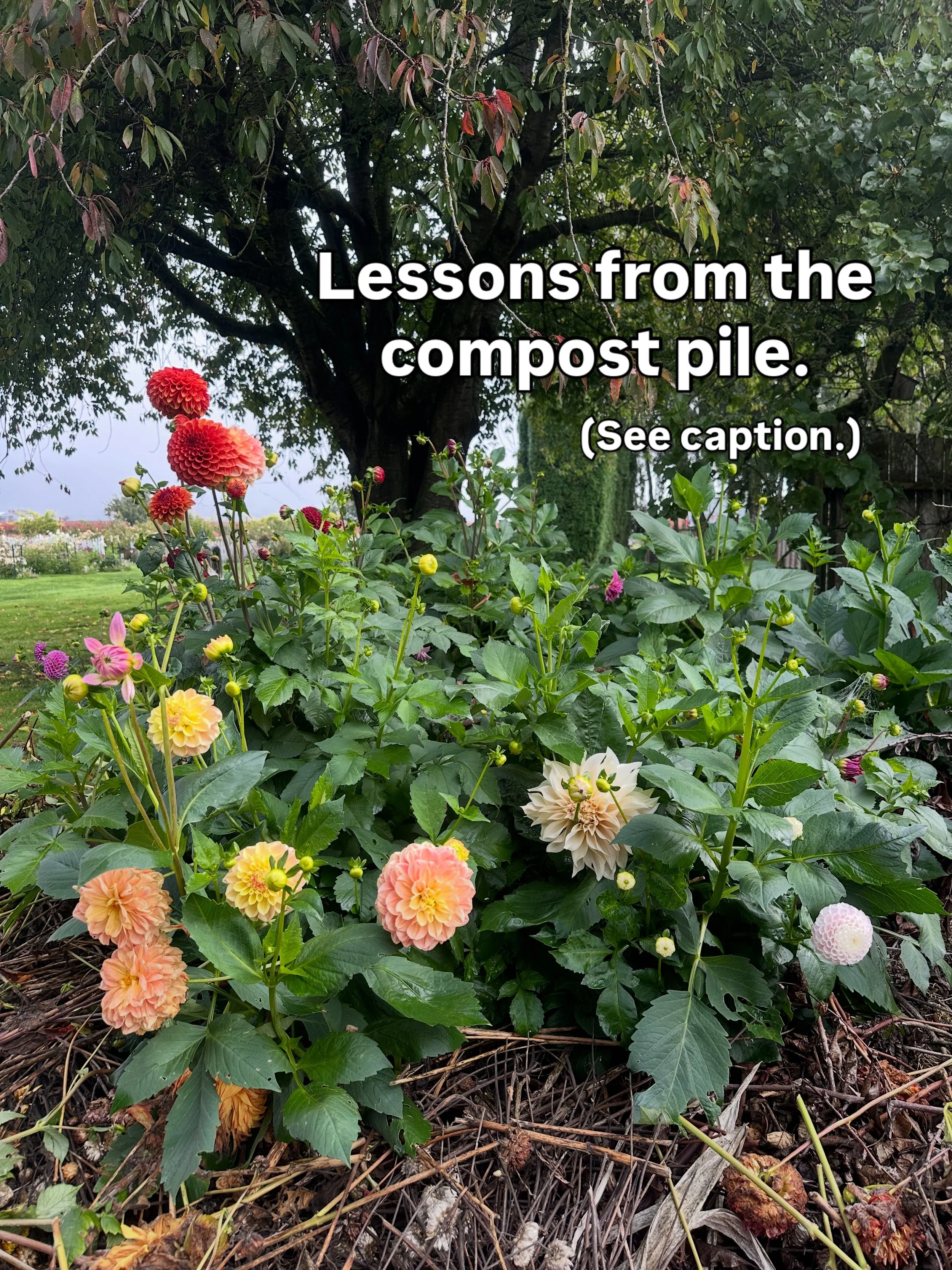 When it feels like everything is a hot pile of garbage (or in this case, a steamy heap of compost), I remind myself that sometimes things have to break down to be rebuilt into something even better. Sometimes, beautiful things grow by feeding on the 